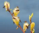 : Salix phylicifolia.