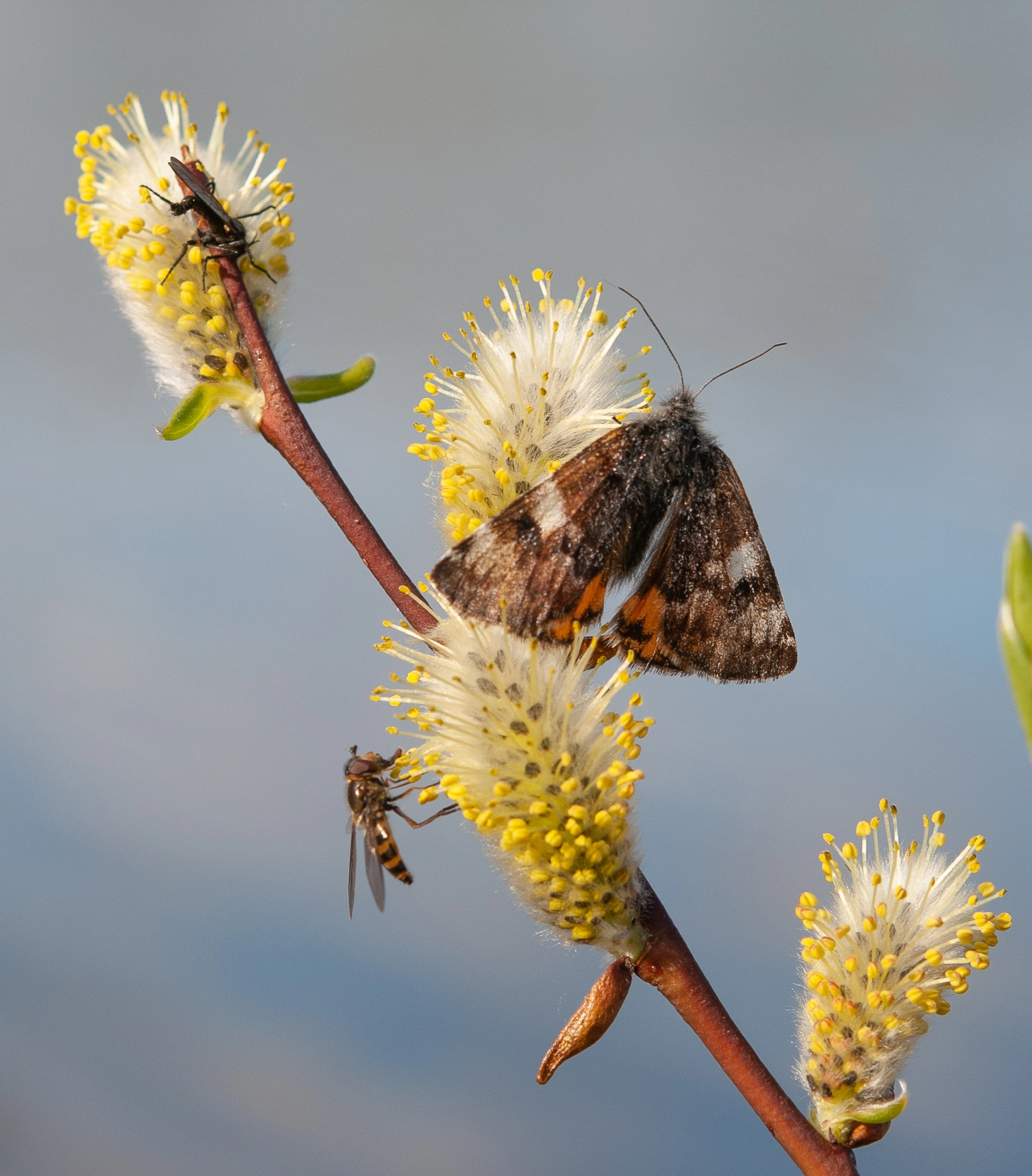 : Archiearis parthenias. : Salix phylicifolia.