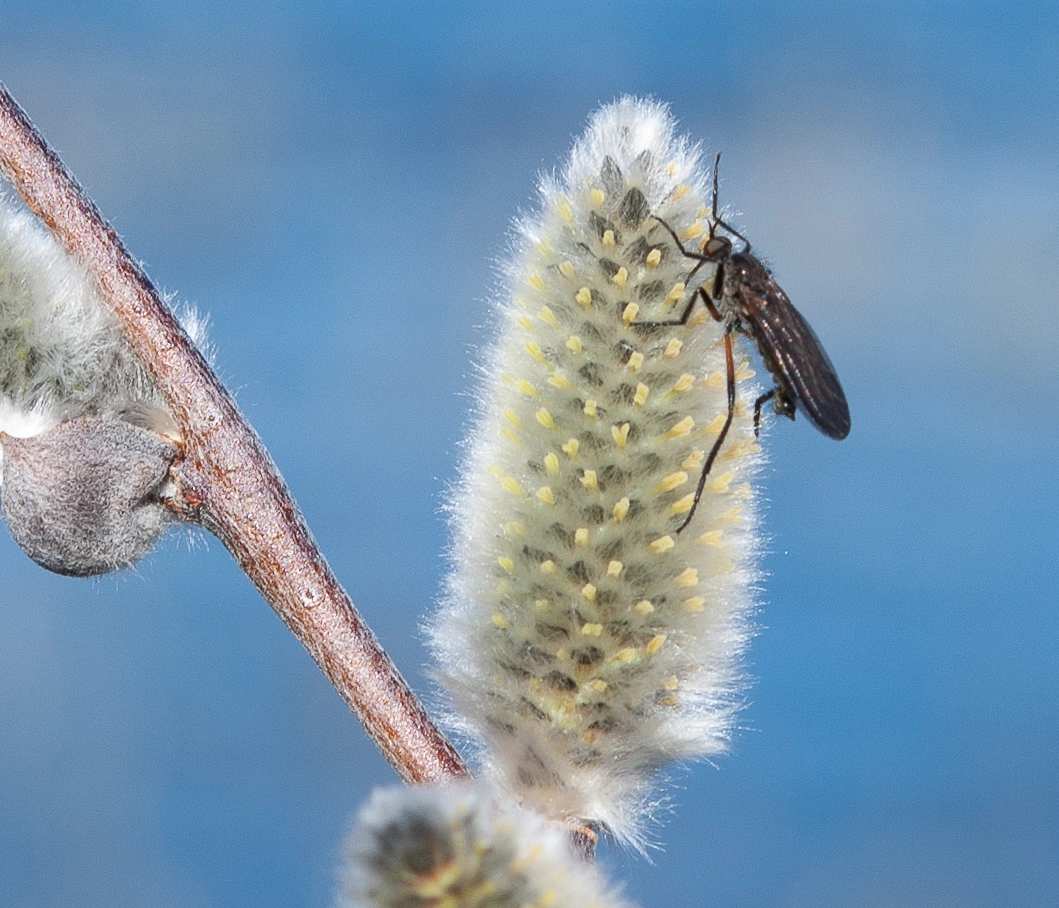 : Salix lapponum.