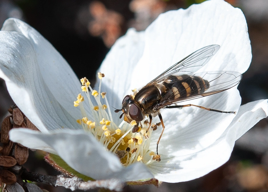 : Rubus chamaemorus. : Syrphidae.