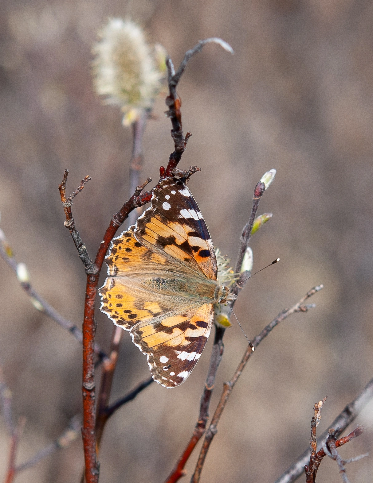 : Vanessa cardui.