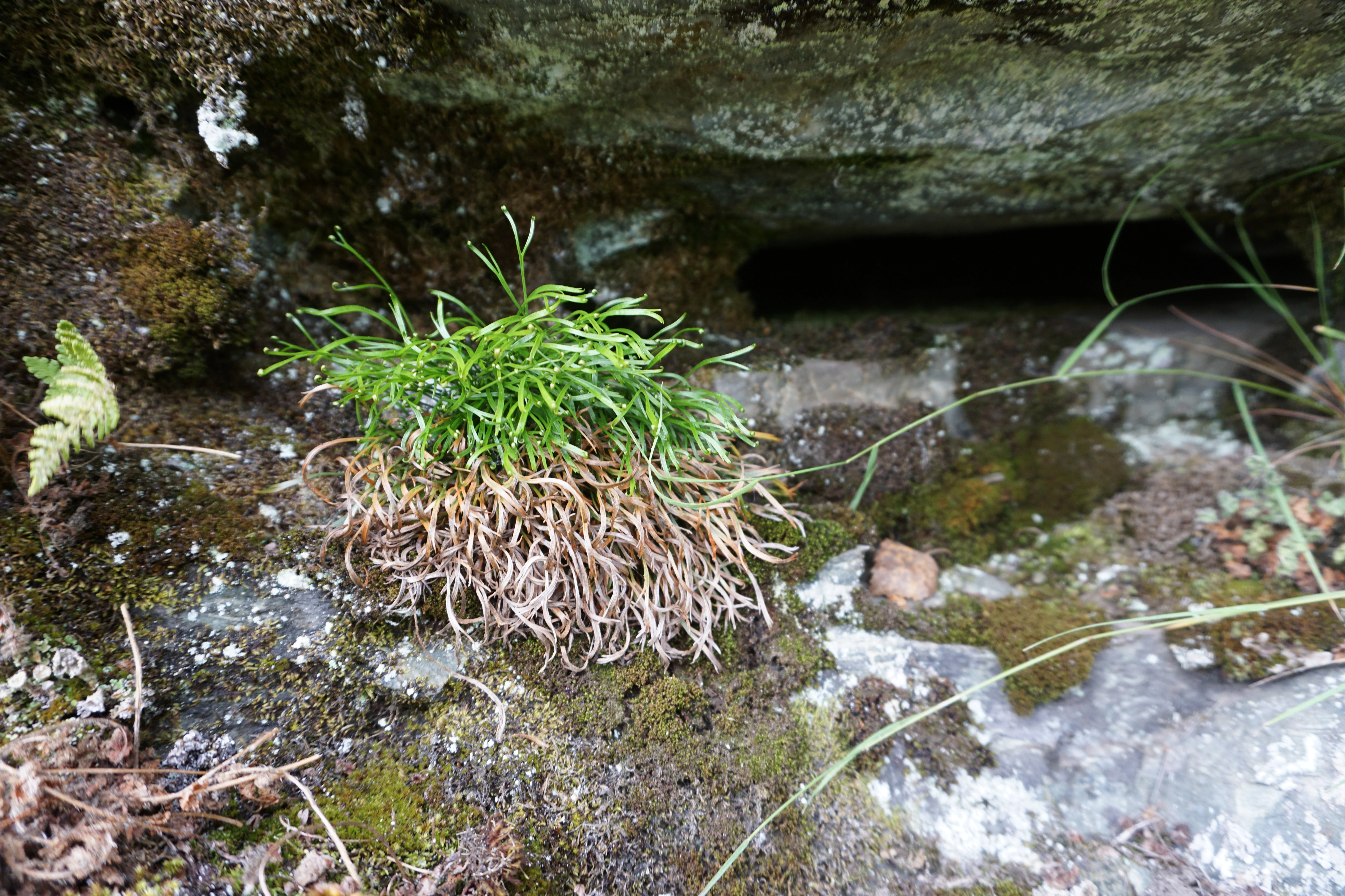 : Asplenium septentrionale.