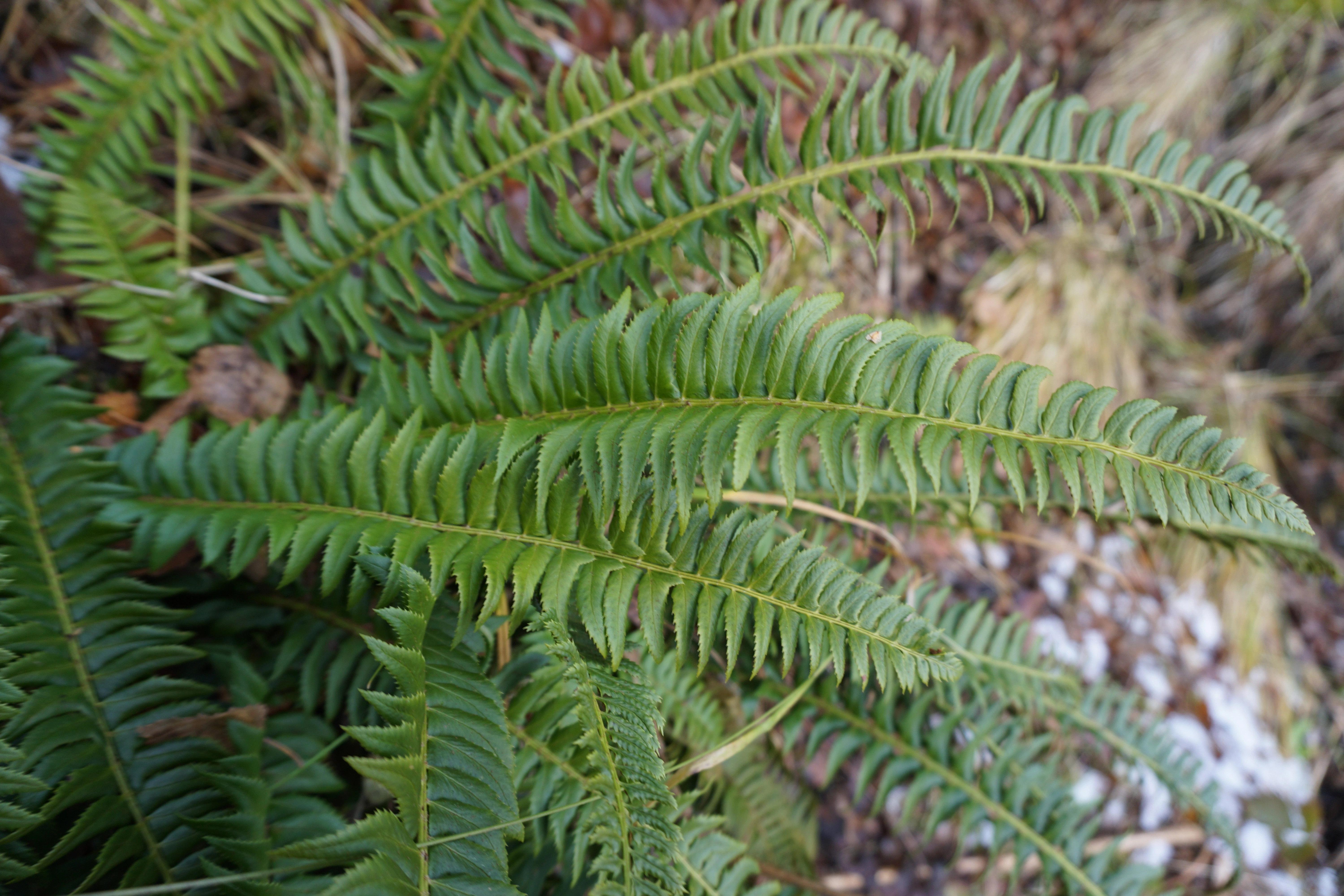 : Polystichum lonchitis.