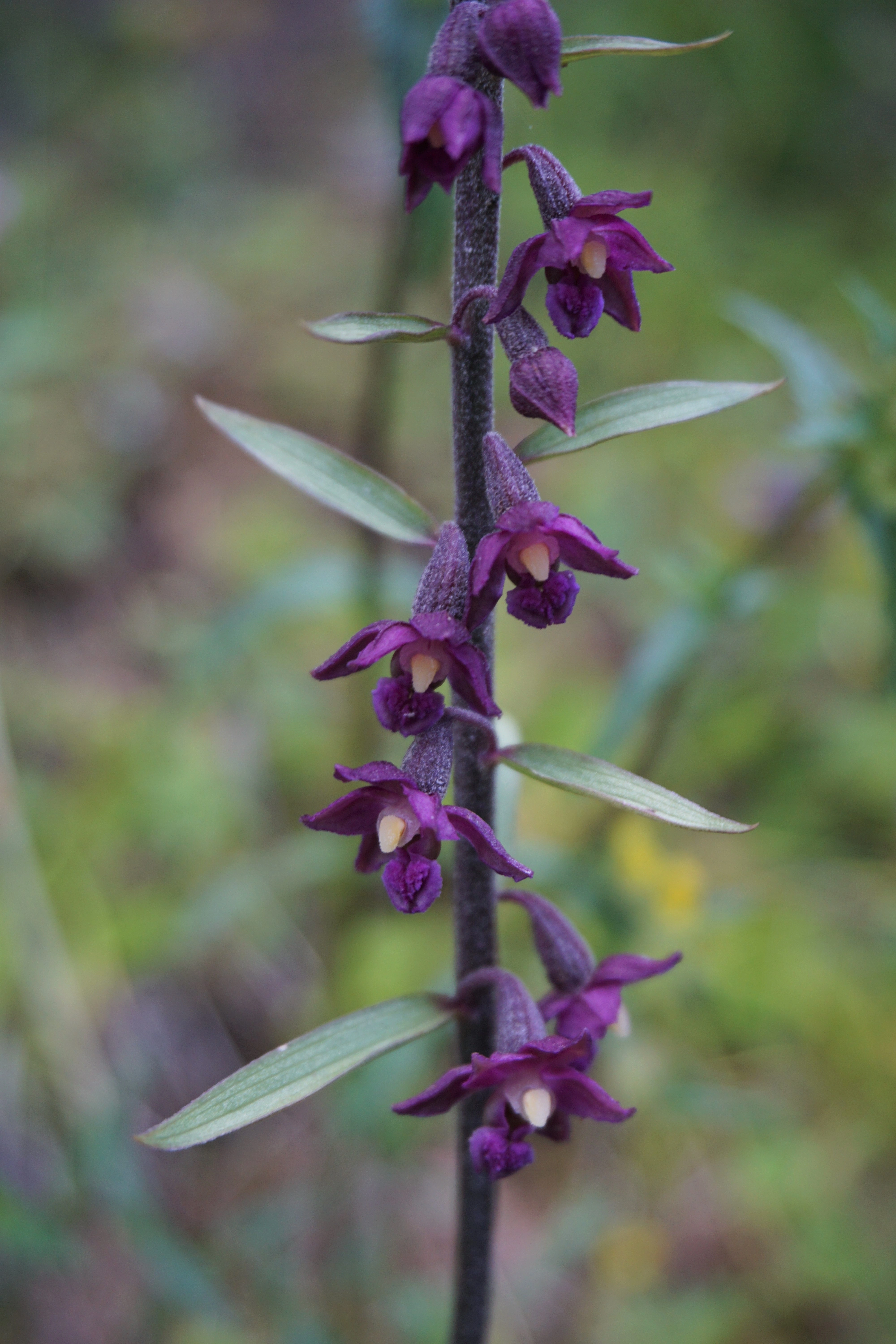 : Epipactis atrorubens.