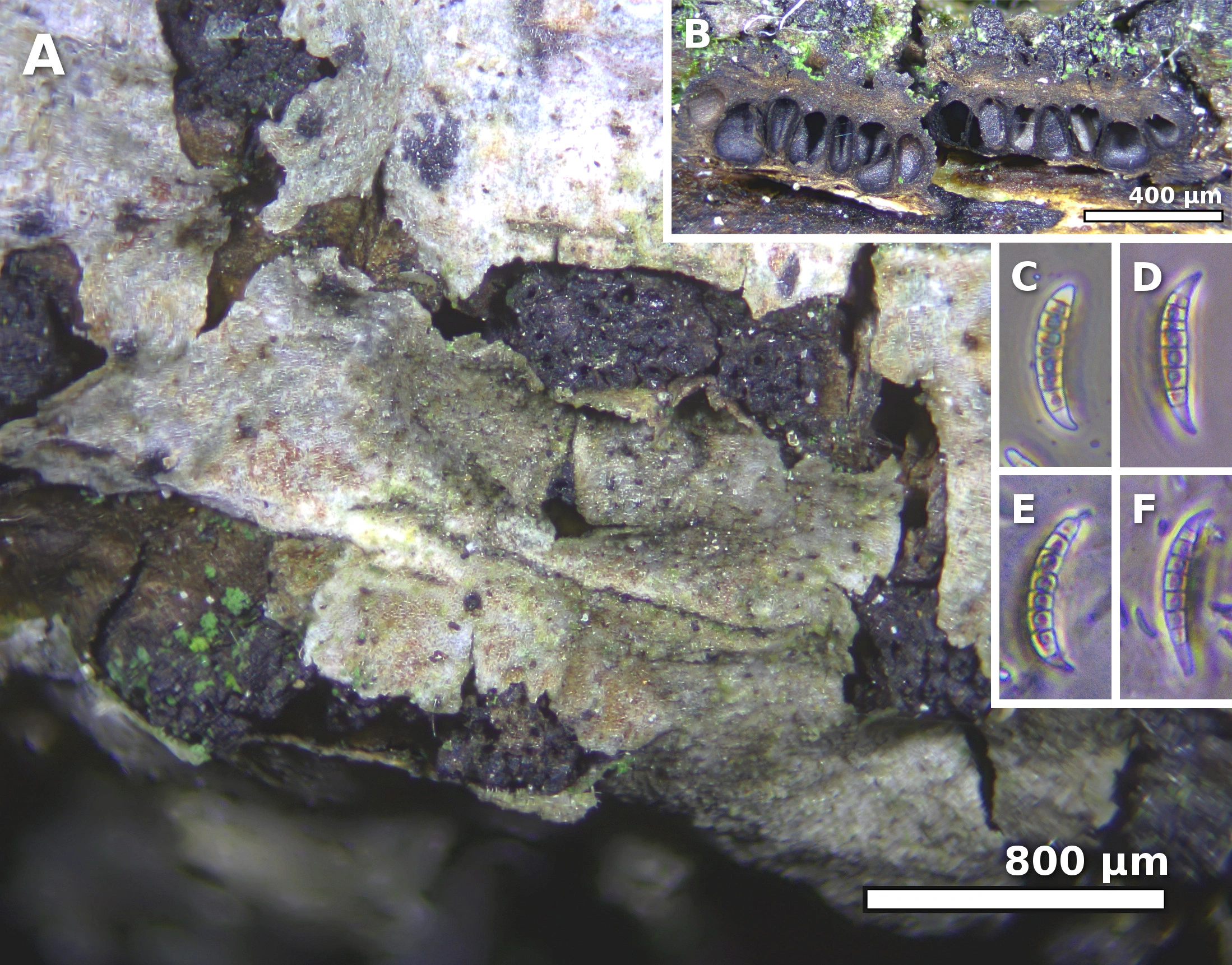 : Melogramma campylosporum.