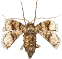 : Agriopis marginaria.