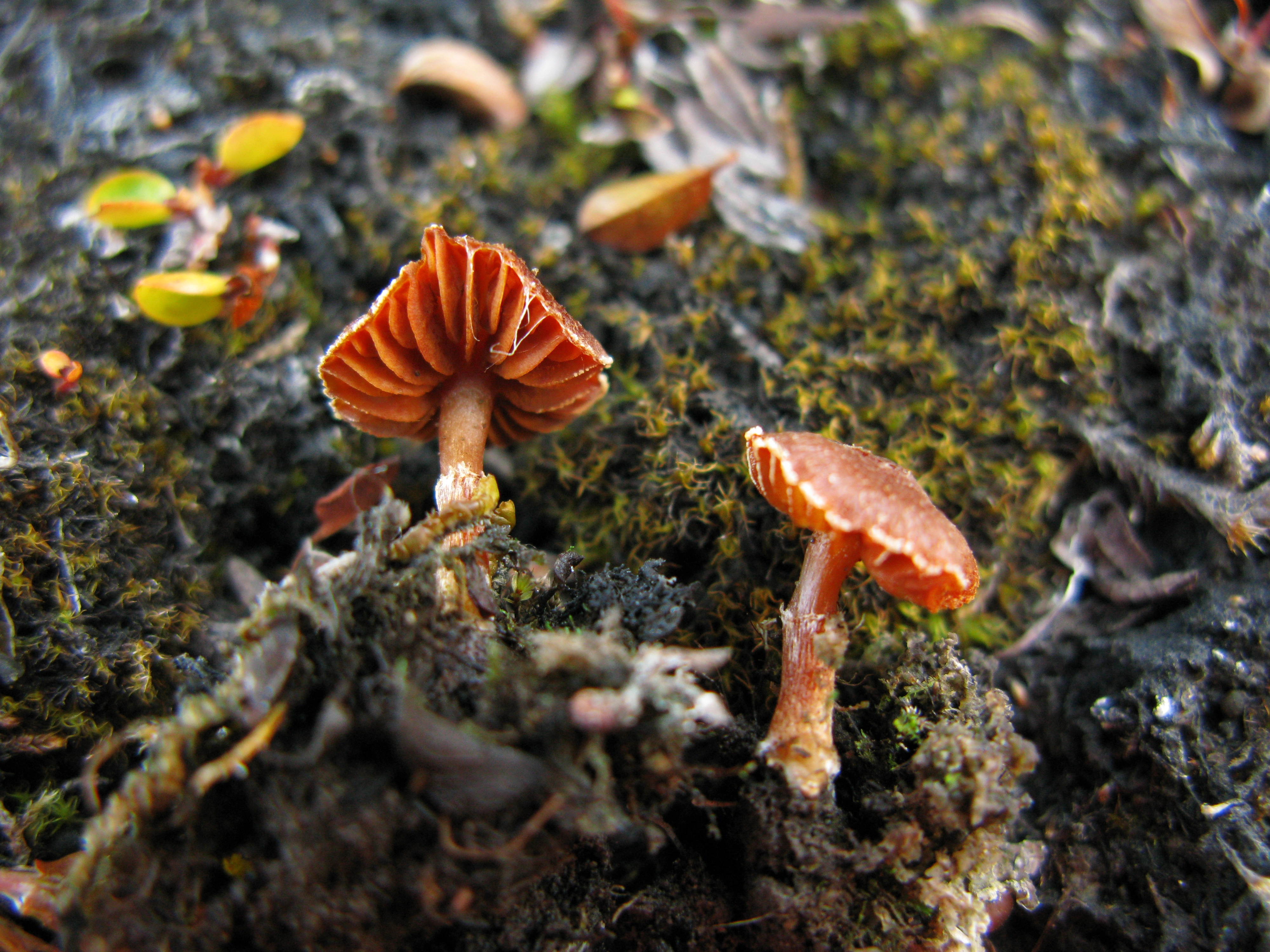 : Cortinarius.