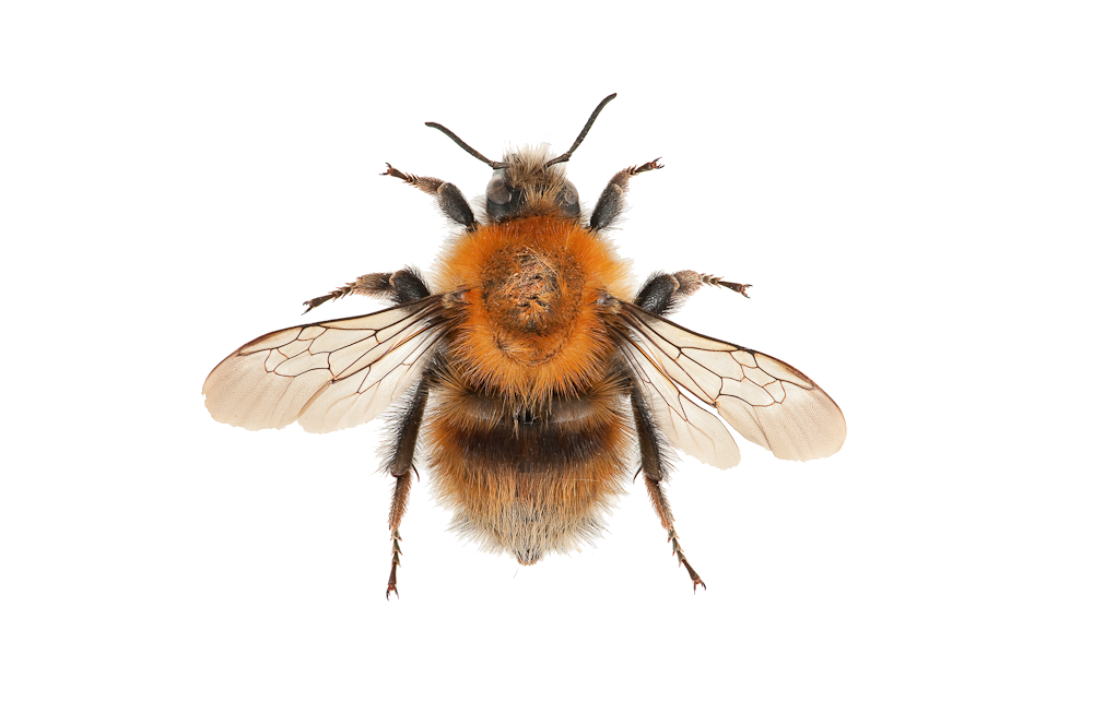 : Bombus (Thoracobombus) humilis.