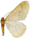 : Agriopis aurantiaria.