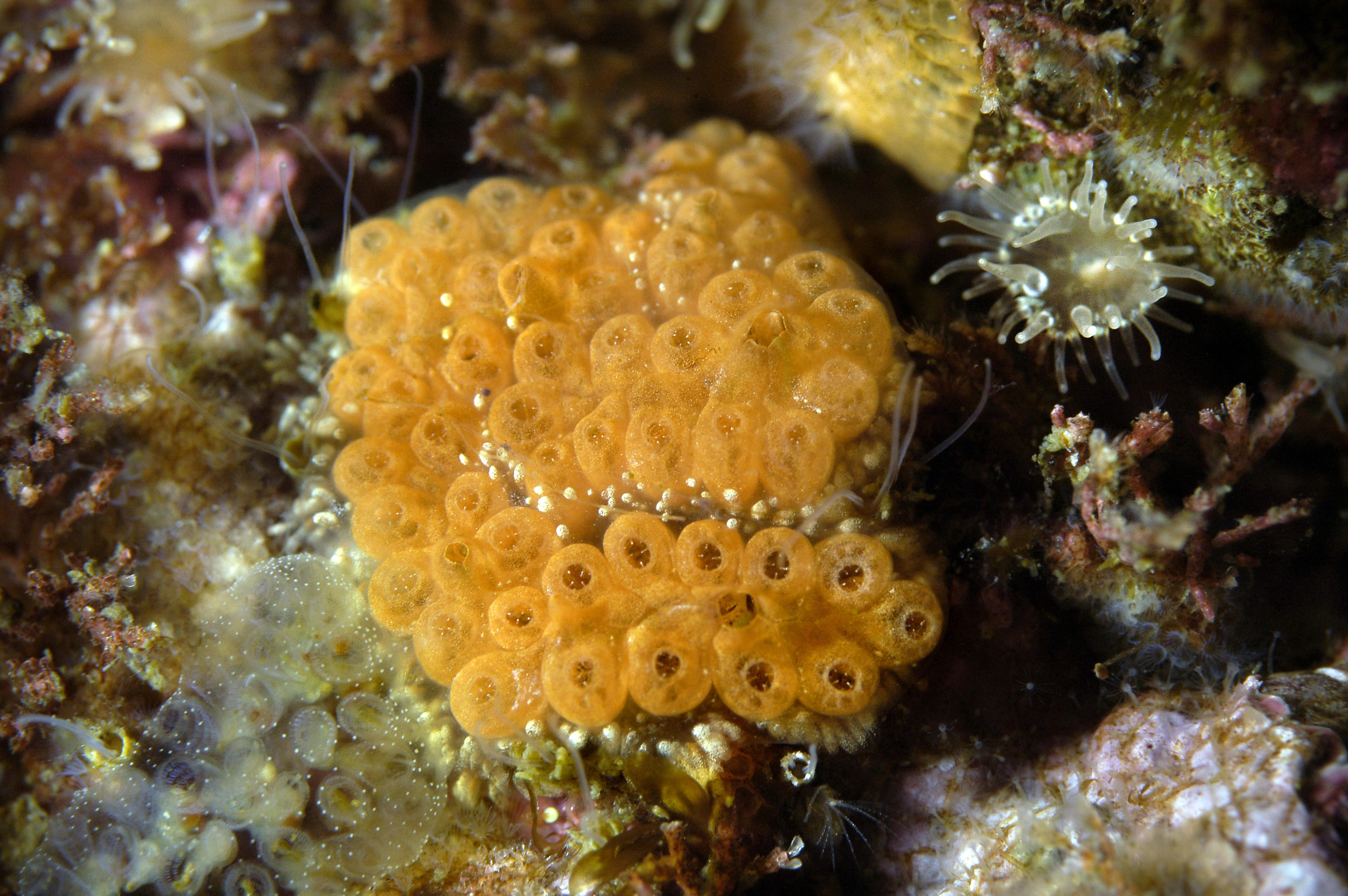 : Botrylloides violaceus.