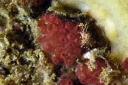 : Botrylloides violaceus.