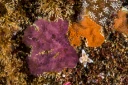 : Botrylloides violaceus.