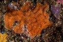 : Botrylloides violaceus.