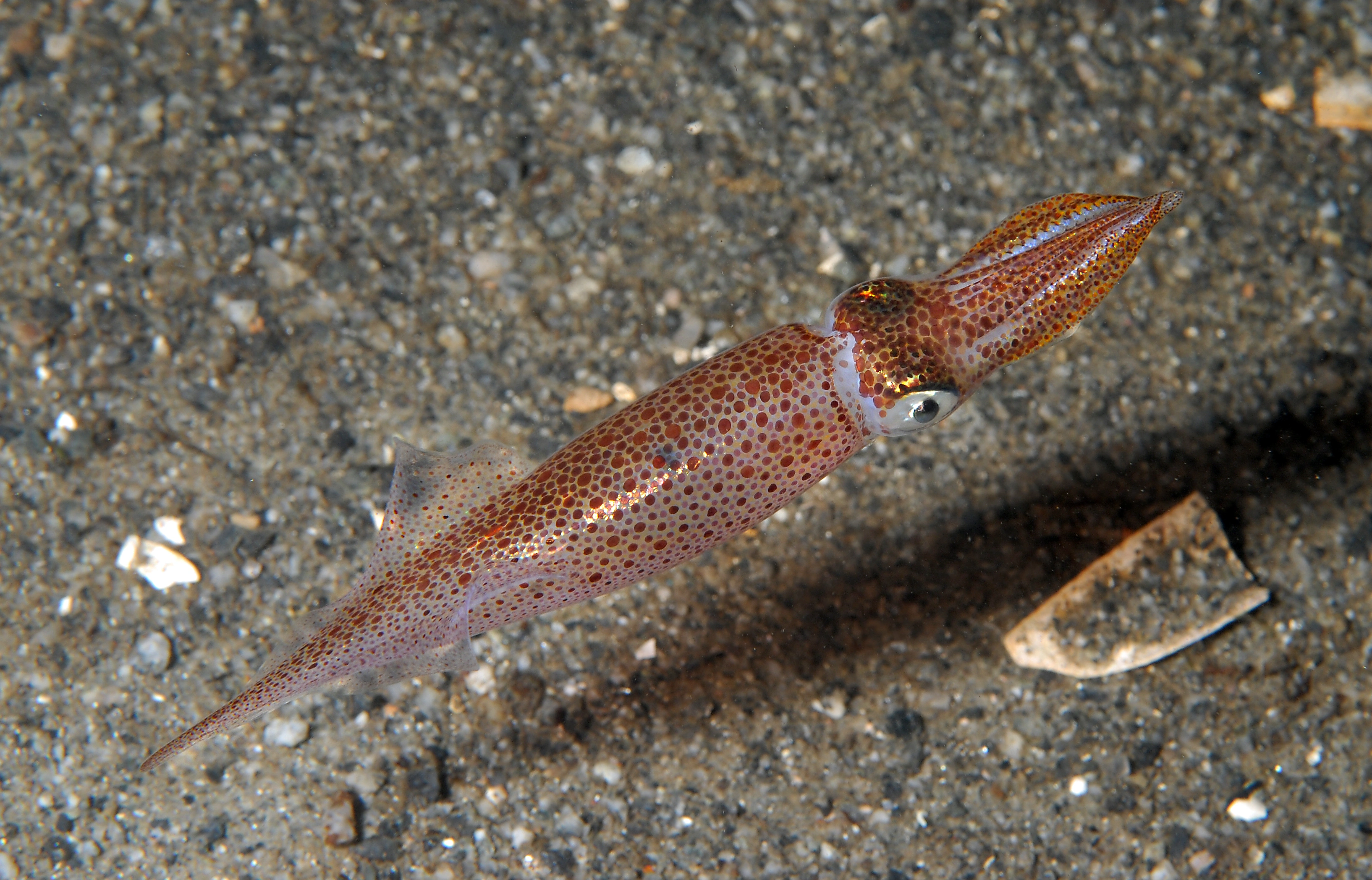 : Alloteuthis subulata.