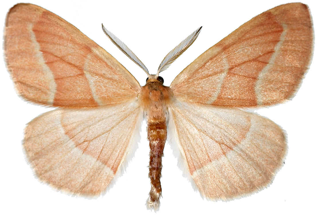 : Hylaea fasciaria.