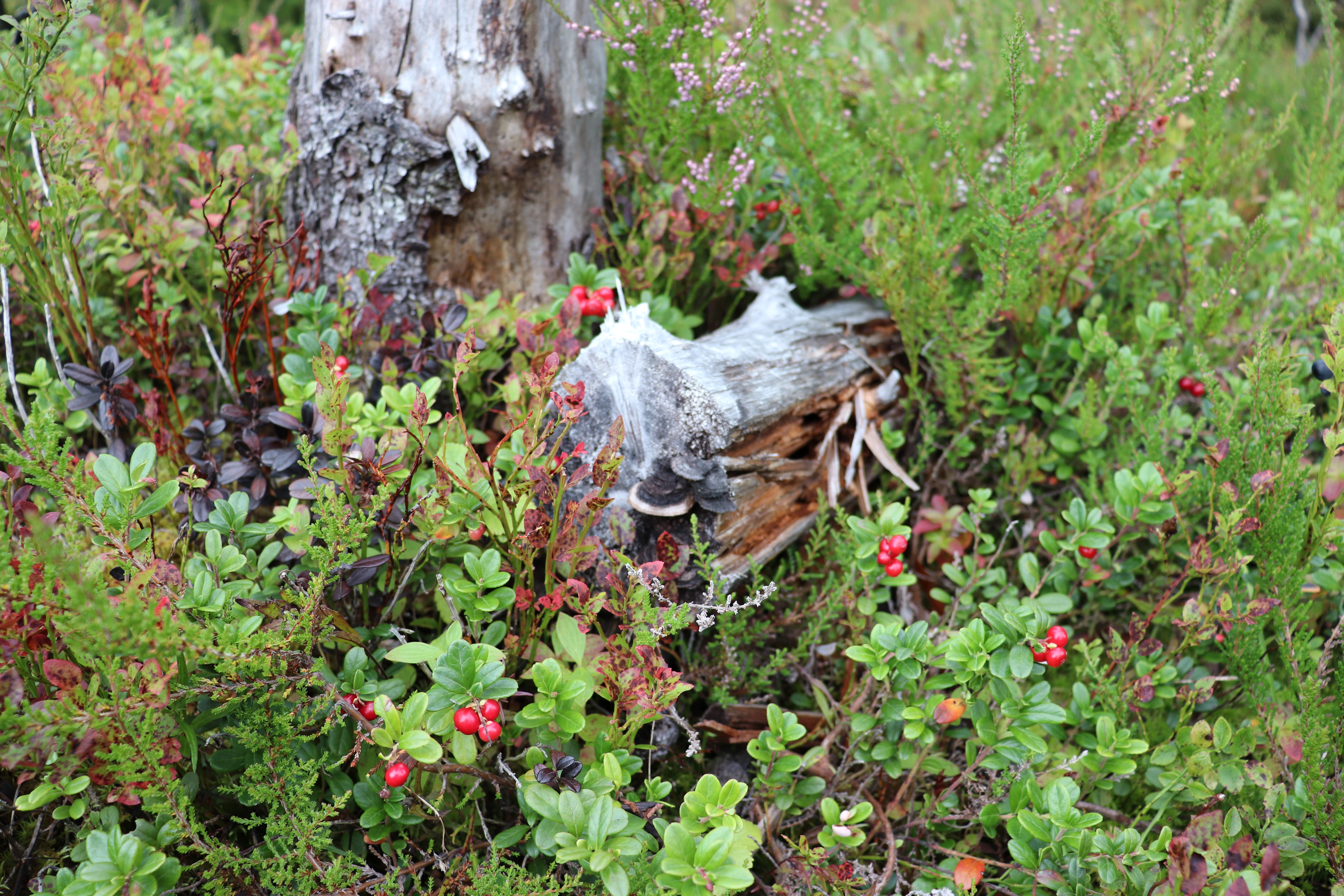 : Vaccinium vitis-idaea.