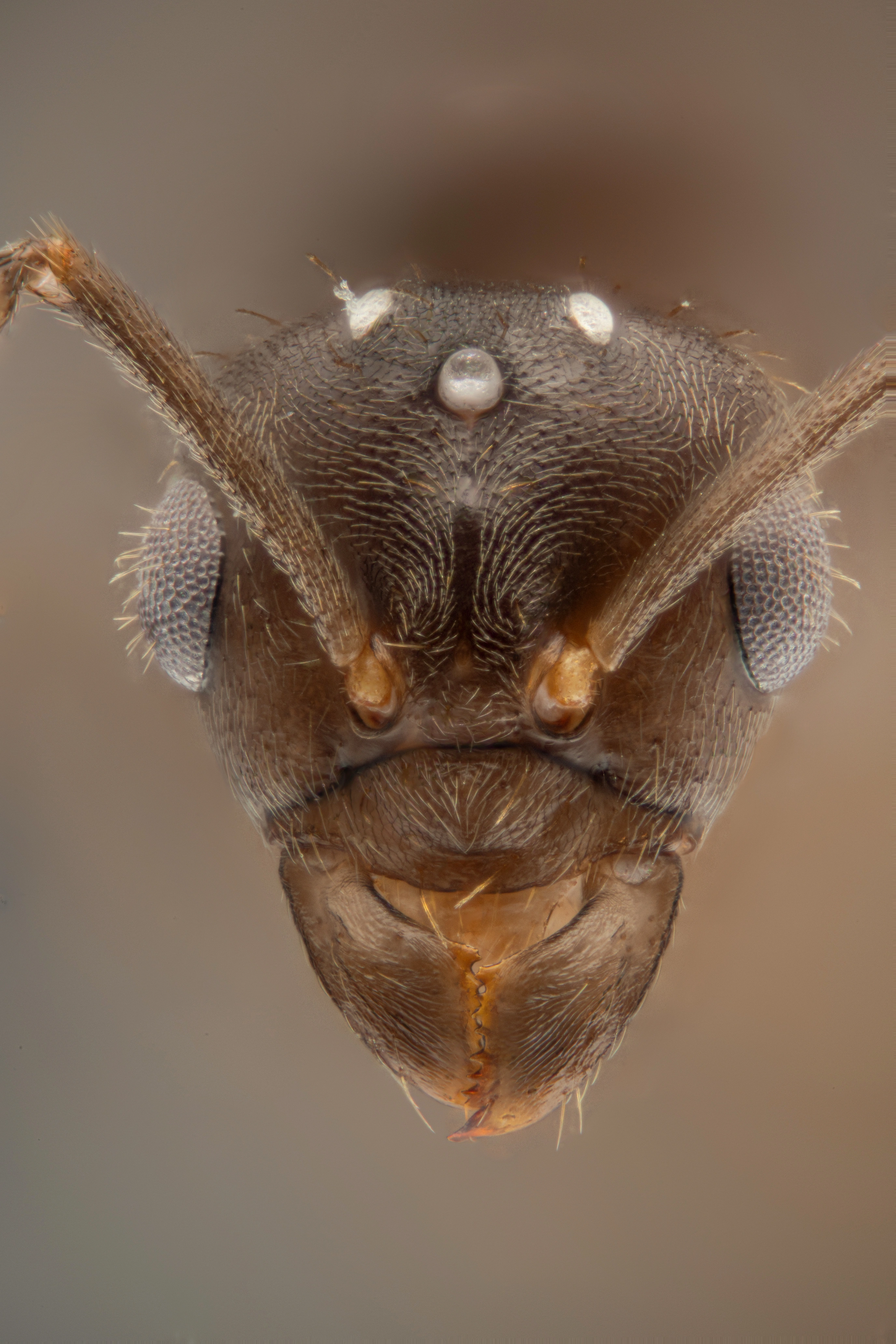 : Lasius carniolicus.