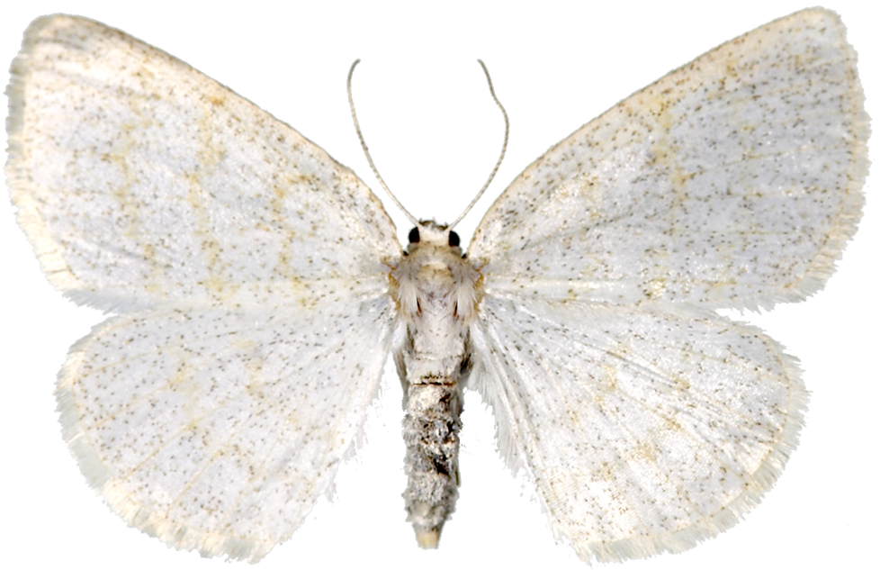 : Cabera exanthemata.