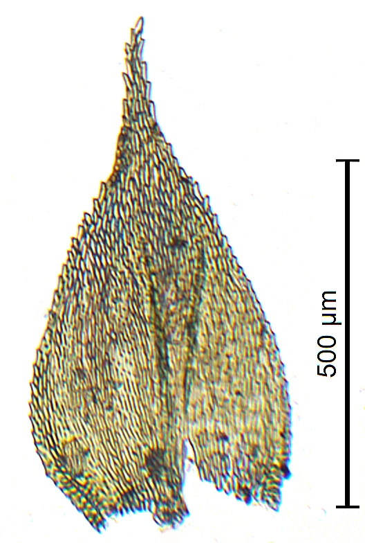 : Brachytheciastrum collinum.