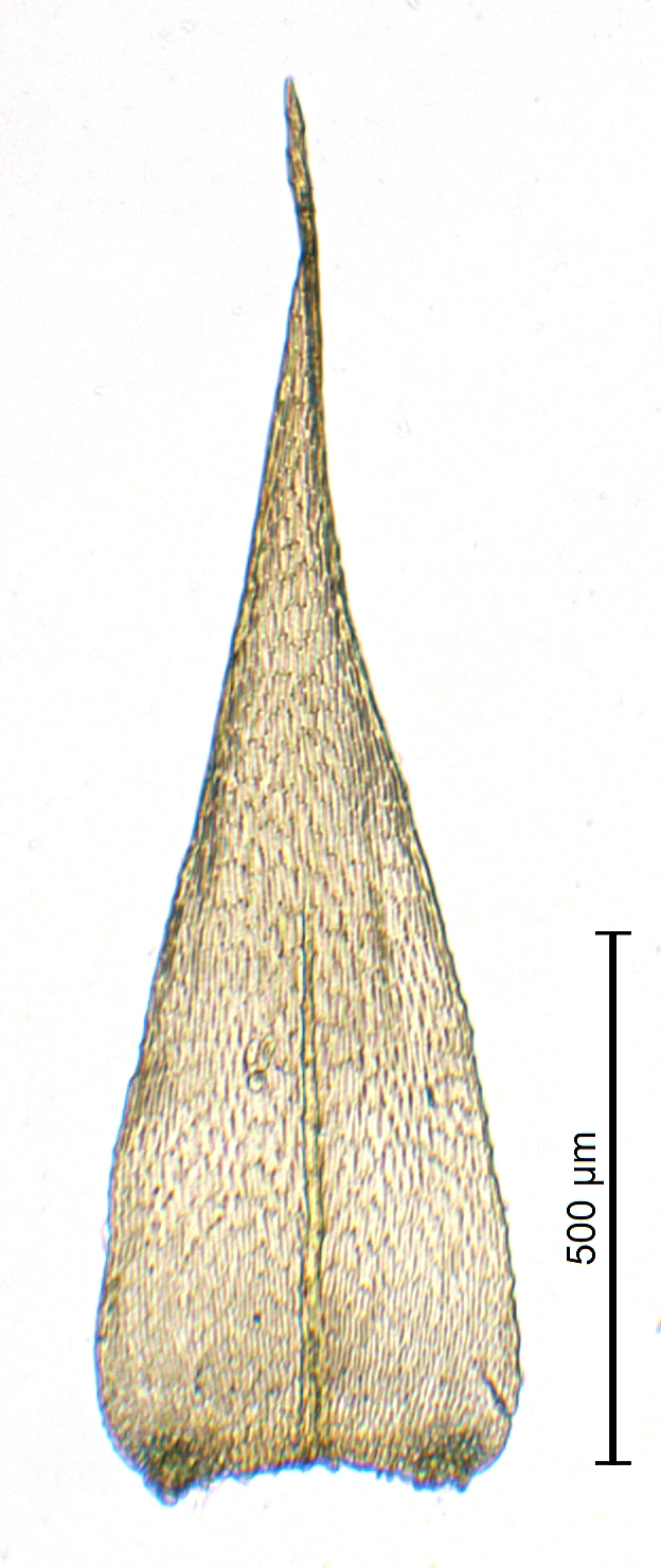 : Brachytheciastrum trachypodium.