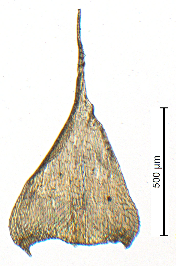 : Brachytheciastrum trachypodium.