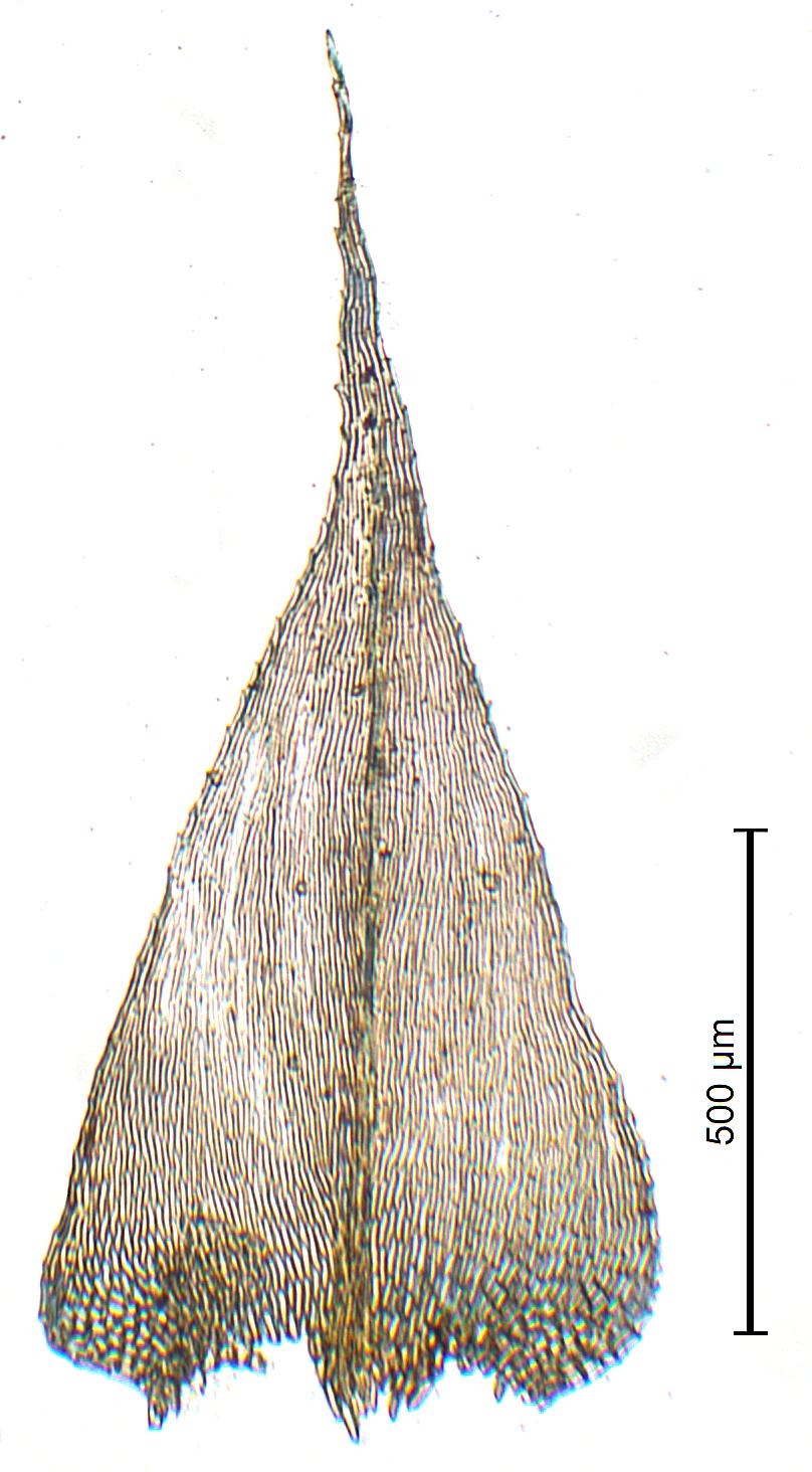 : Brachytheciastrum velutinum.