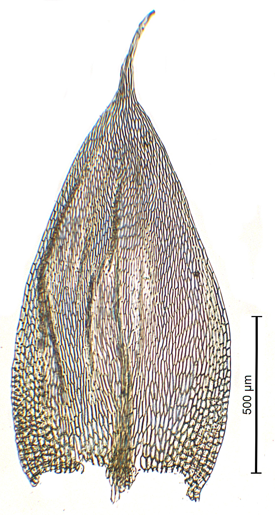 : Brachythecium albicans.