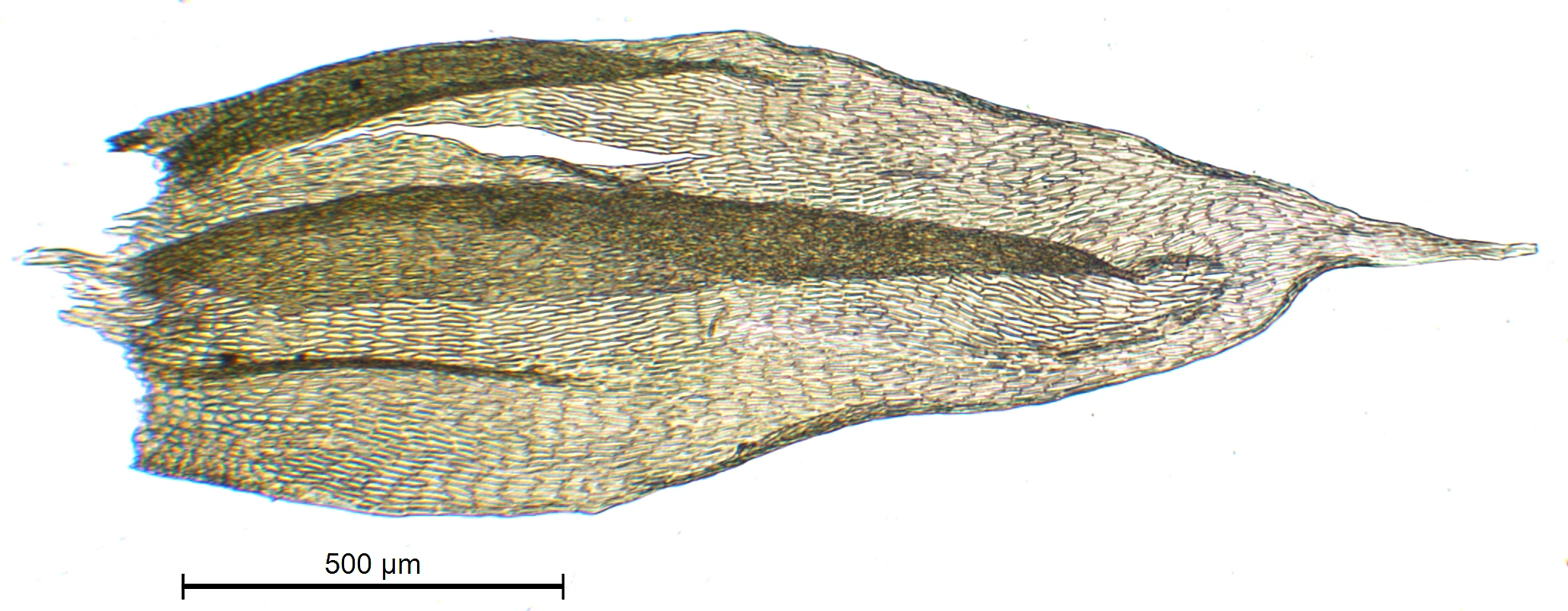 : Brachythecium tauriscorum.