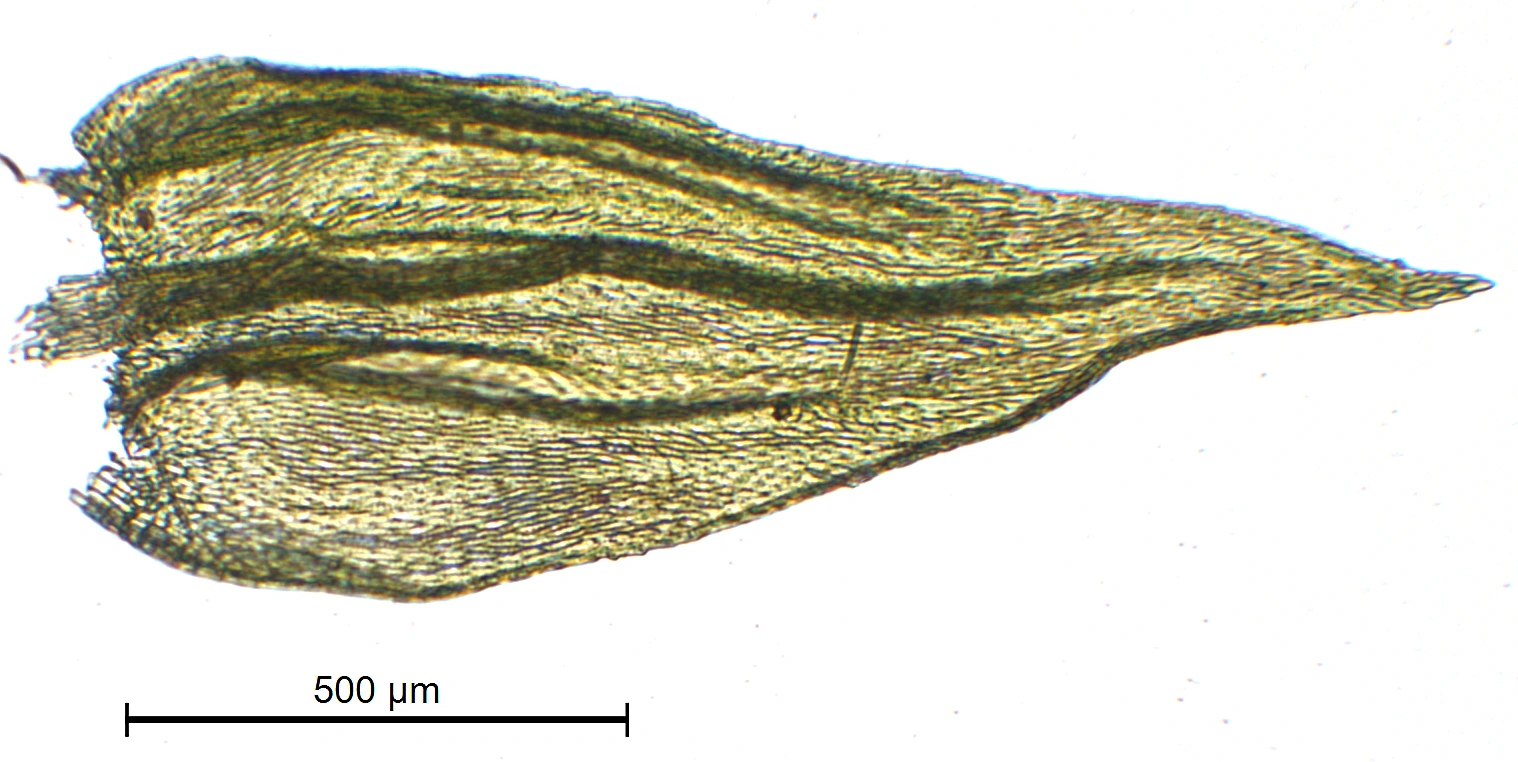 : Brachythecium geheebii.