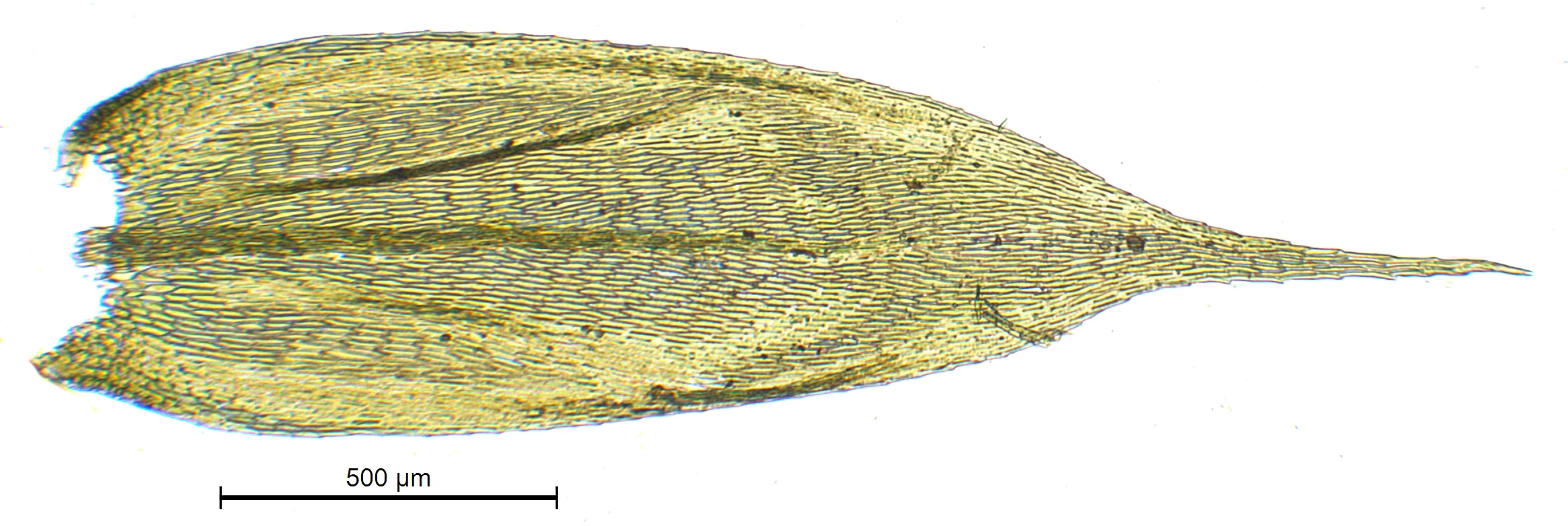 : Brachythecium tommasinii.