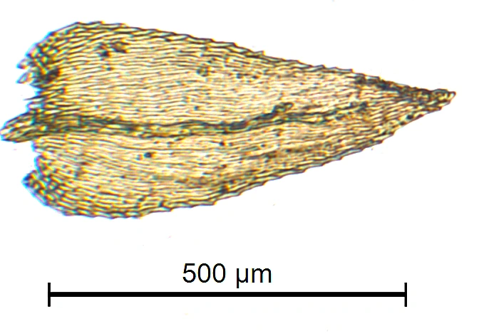 : Eurhynchiastrum pulchellum.