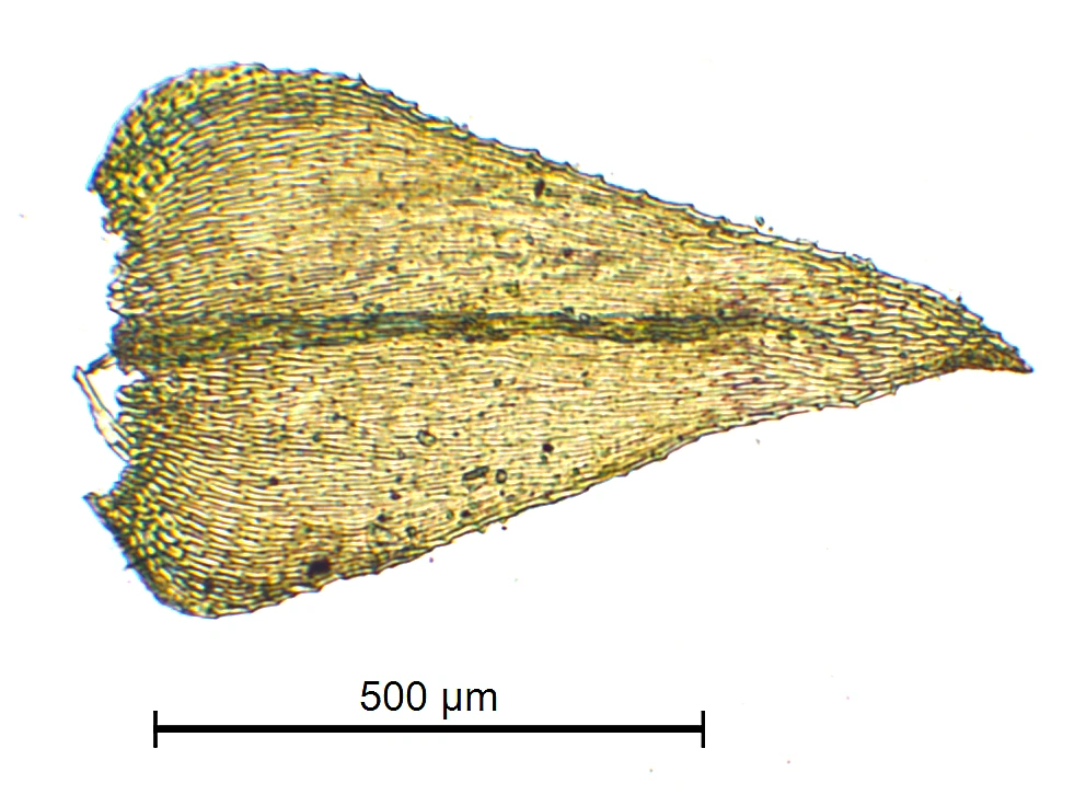 : Eurhynchiastrum pulchellum.