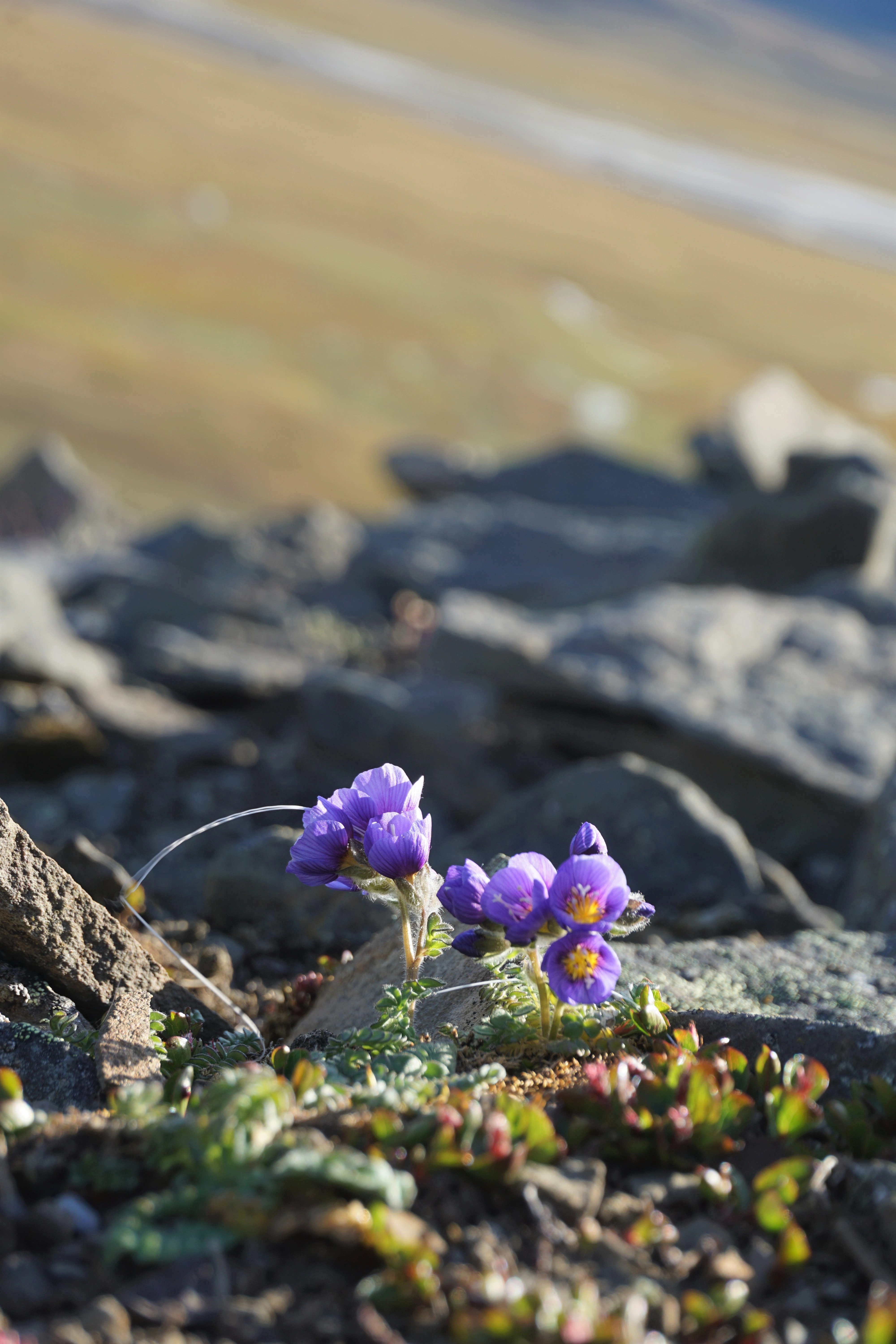 : Polemonium boreale.