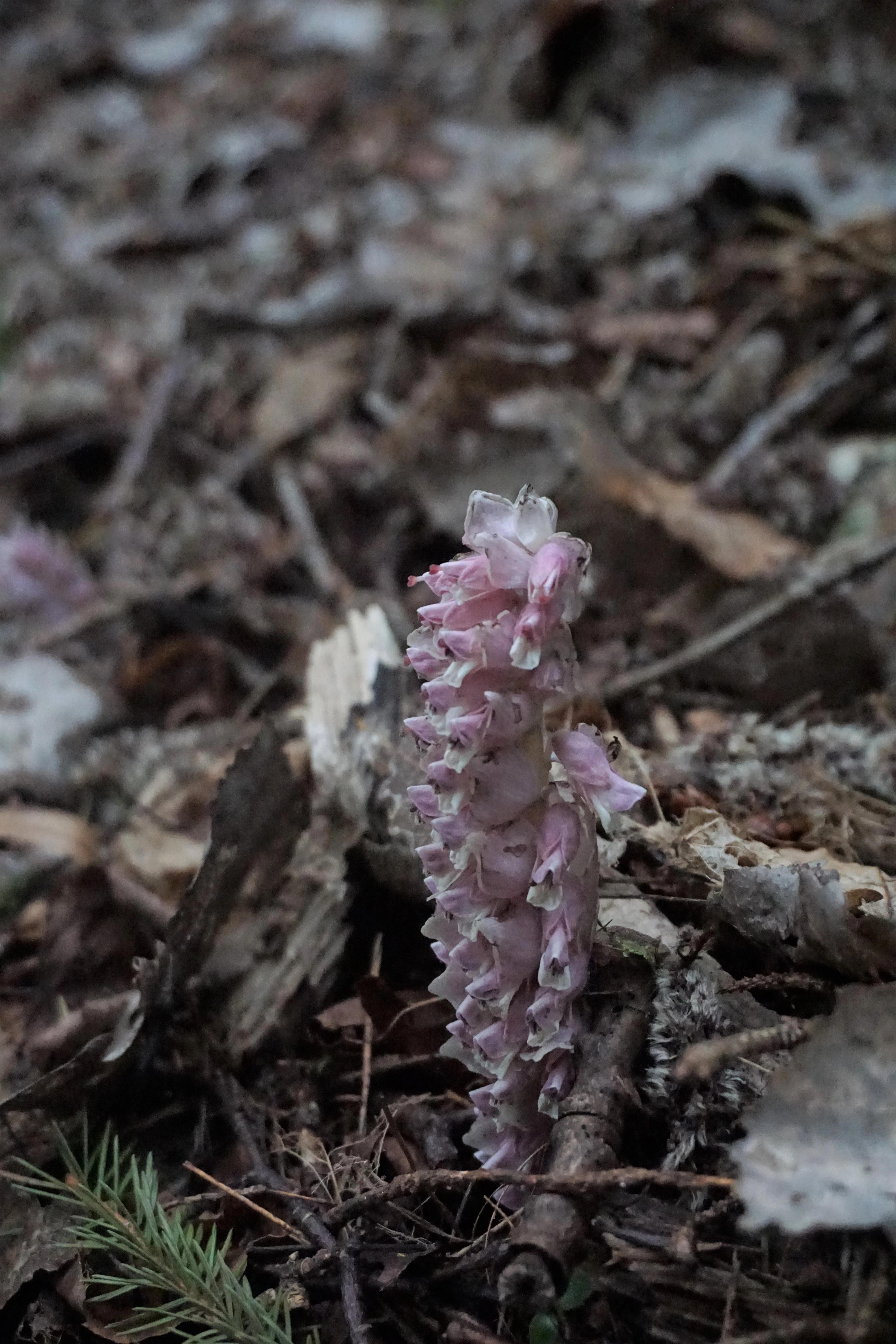 : Lathraea squamaria.