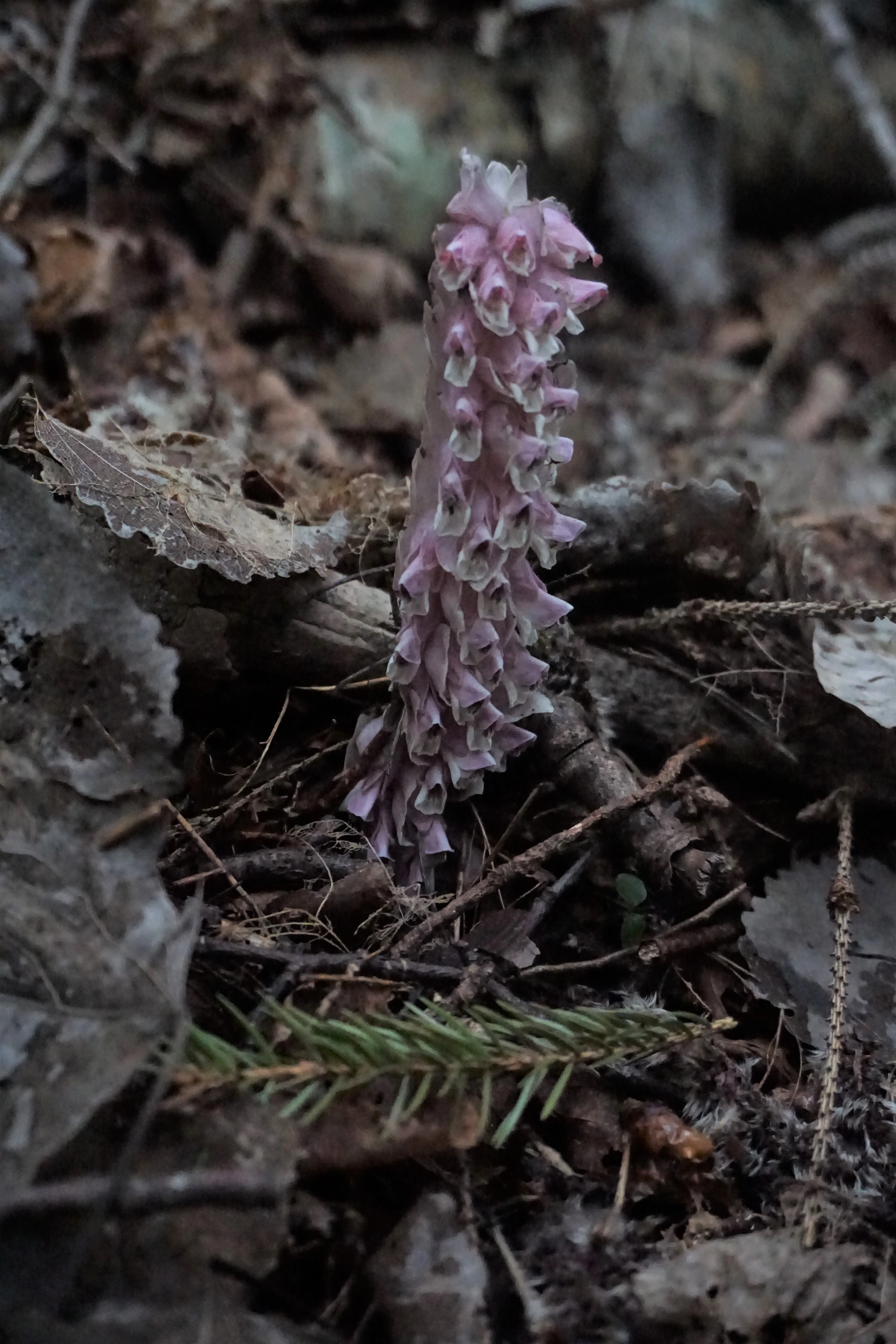 : Lathraea squamaria.