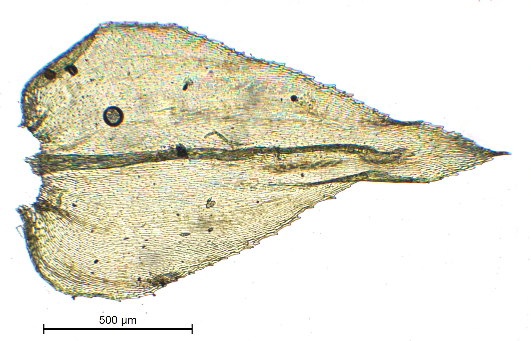 : Eurhynchium striatum.