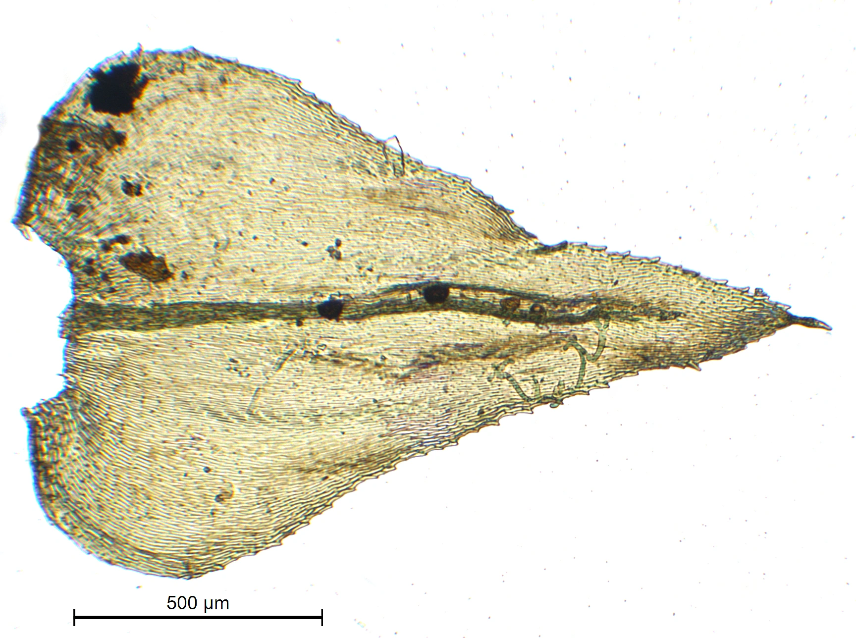 : Eurhynchium striatum.