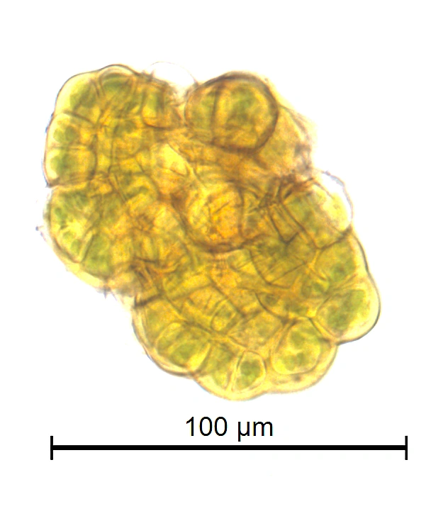 : Grimmia anomala.