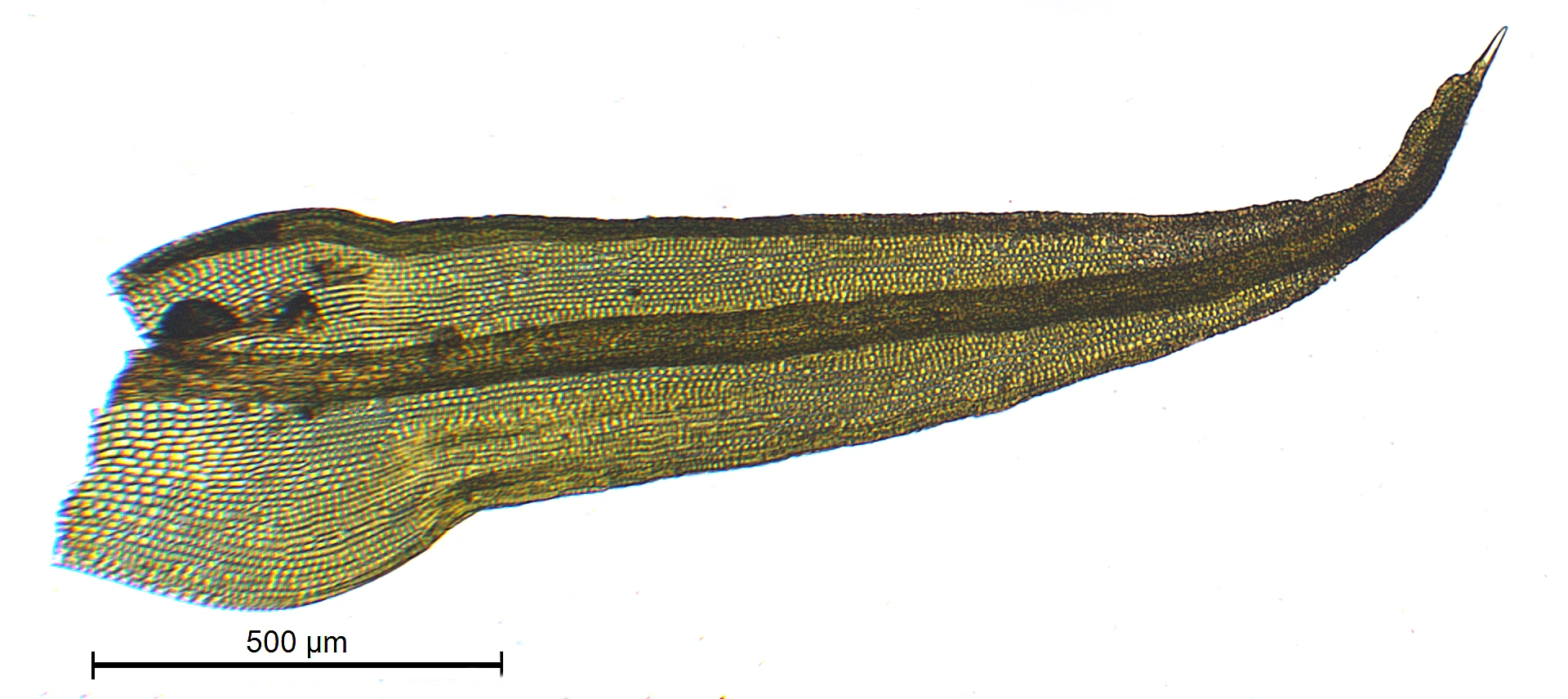 : Grimmia anomala.