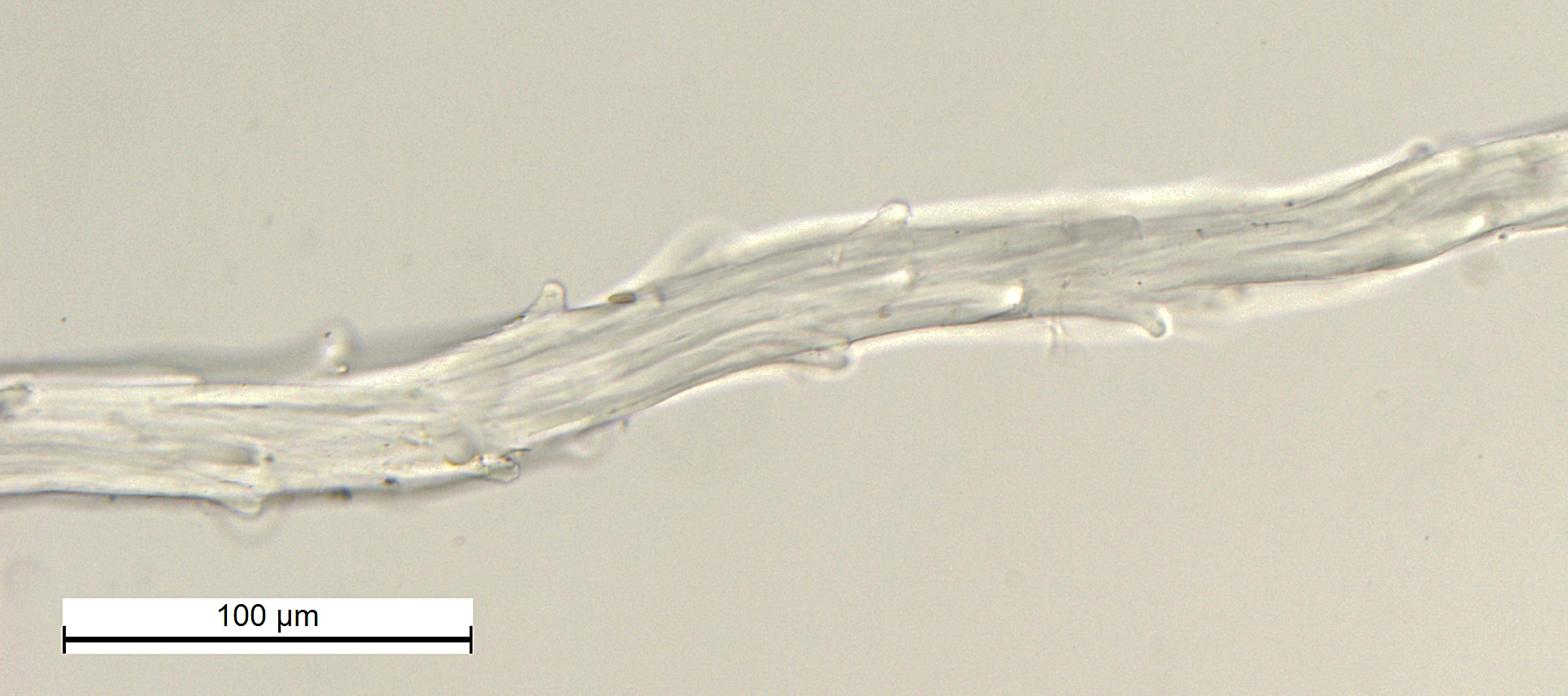 : Grimmia arenaria.