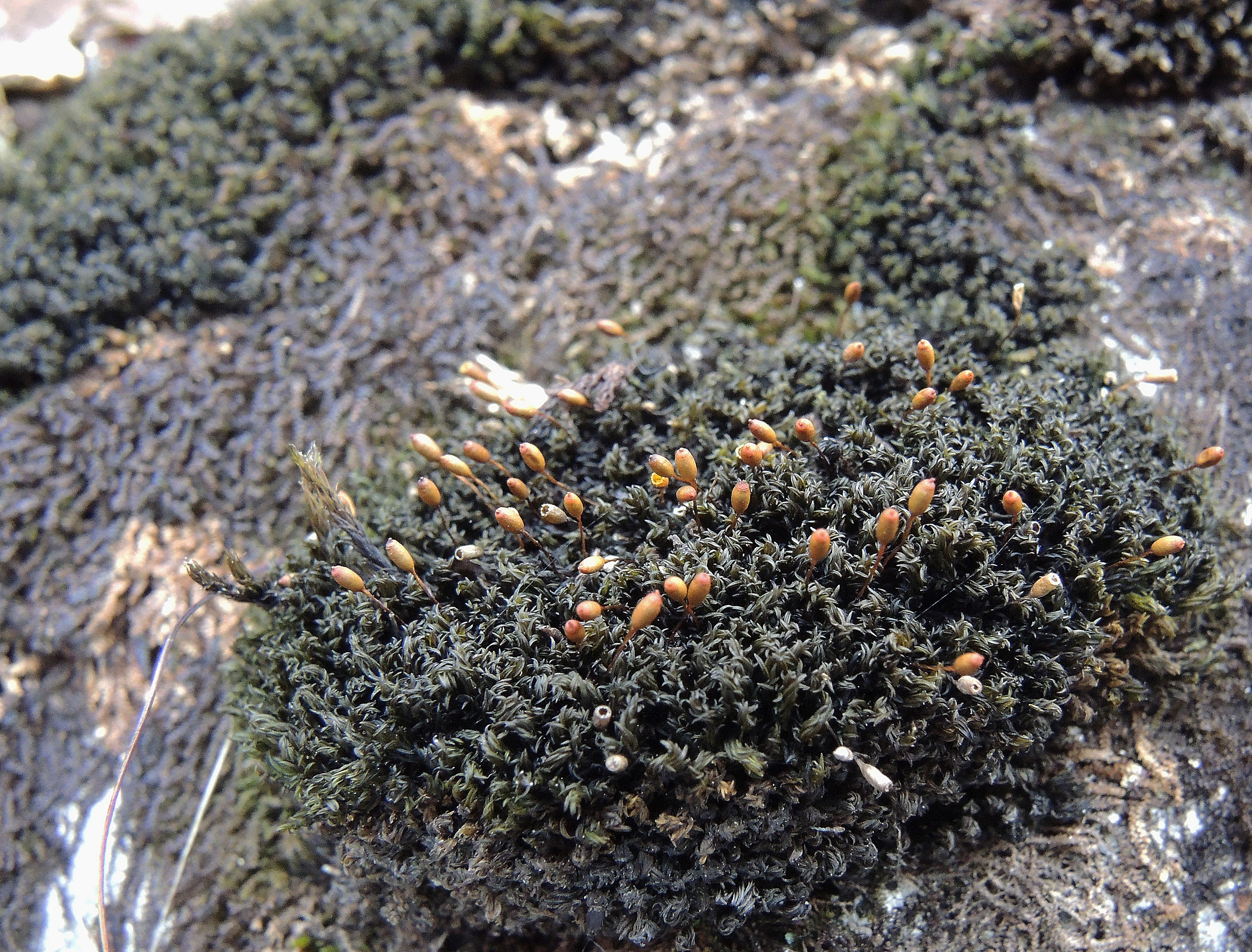 : Grimmia atrata.