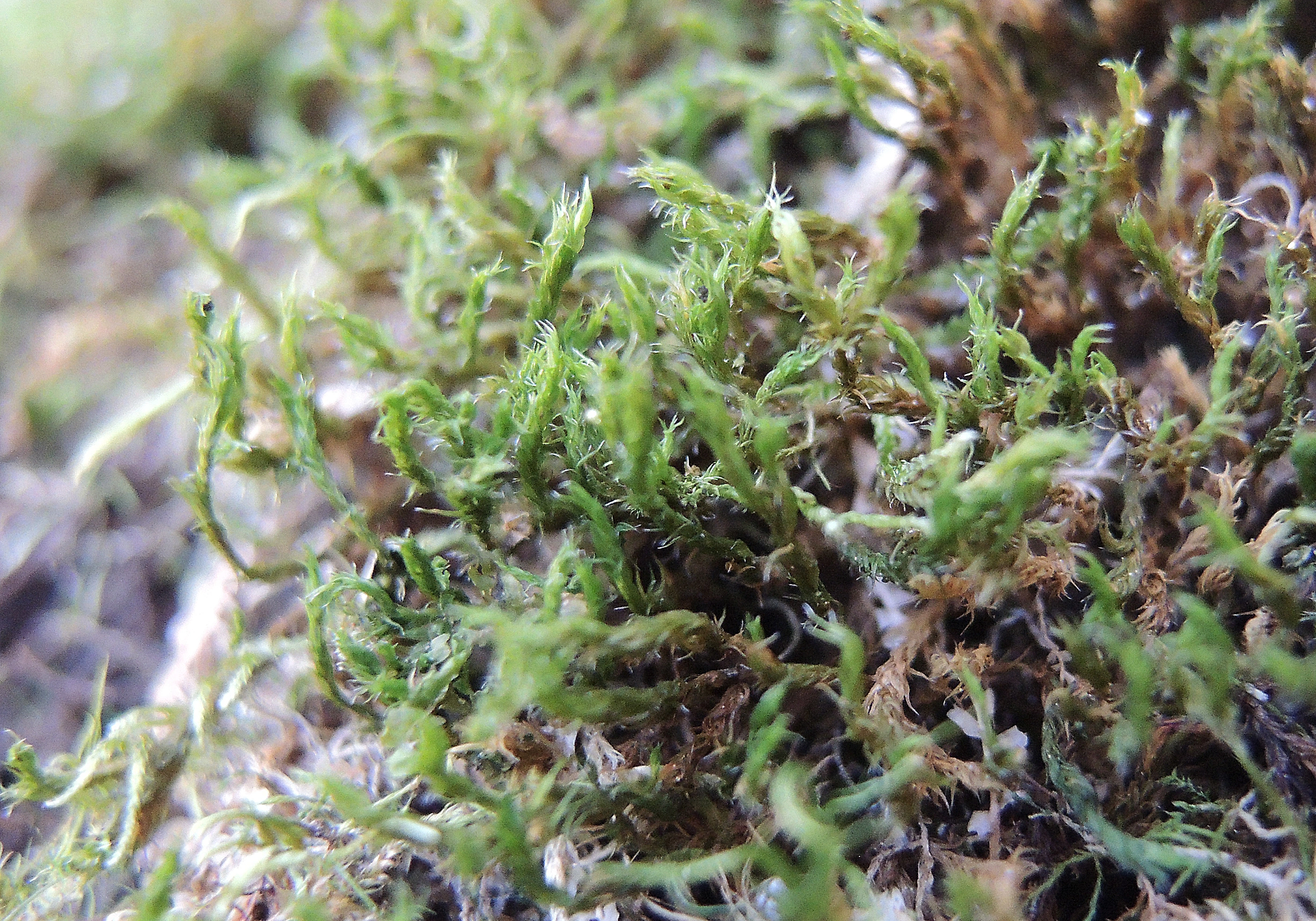 : Grimmia hartmanii.