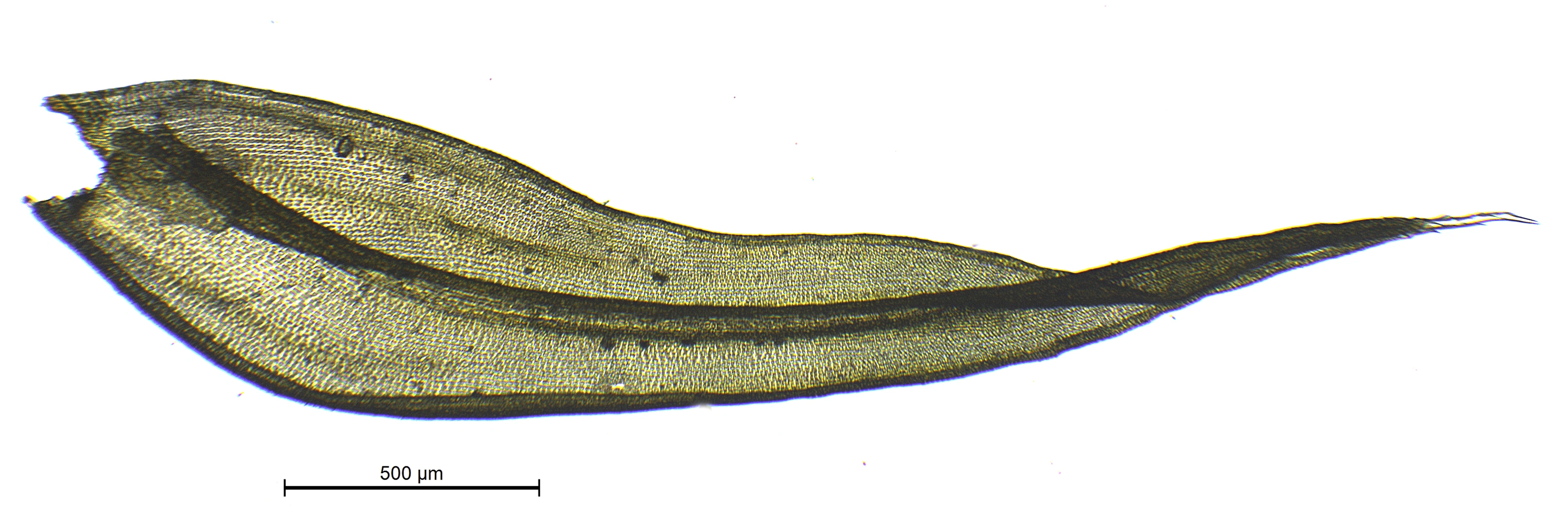 : Grimmia hartmanii.