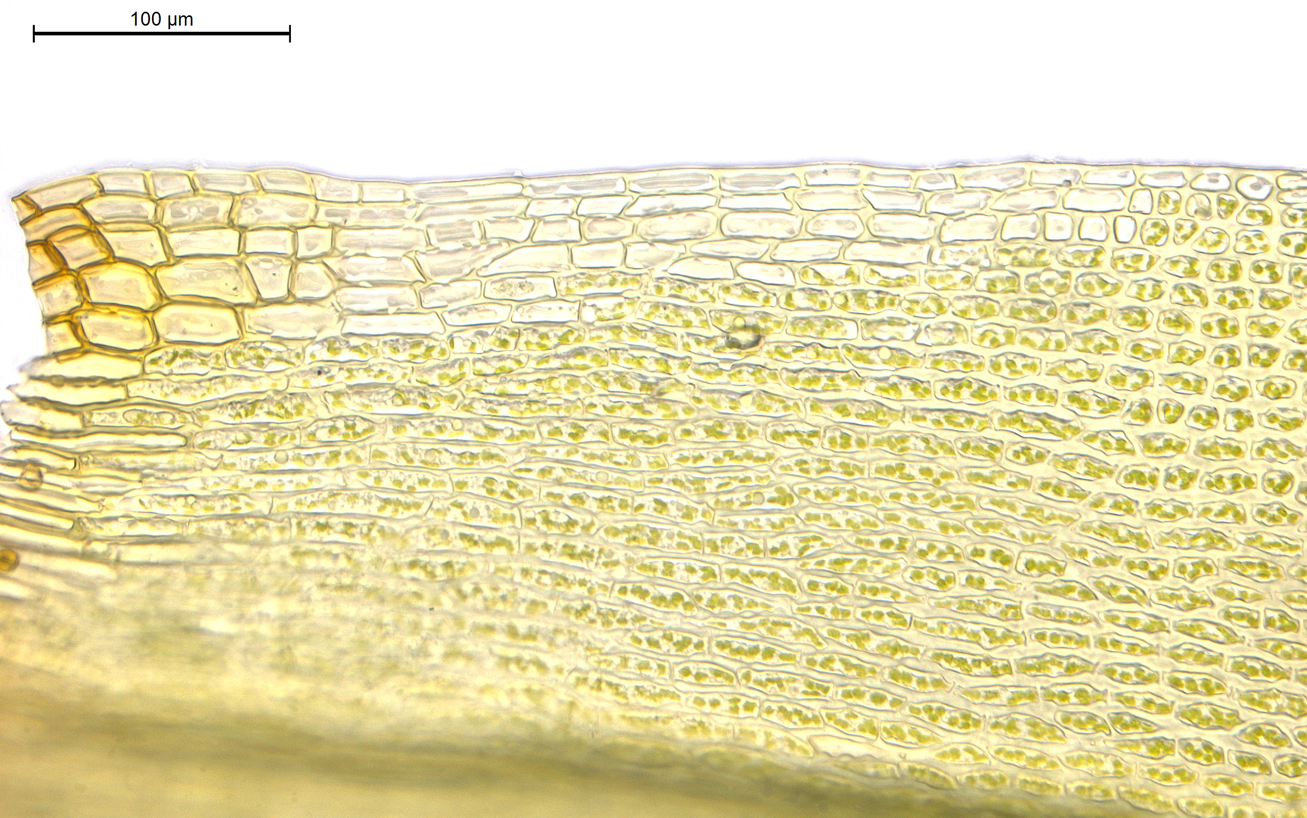 : Grimmia longirostris.