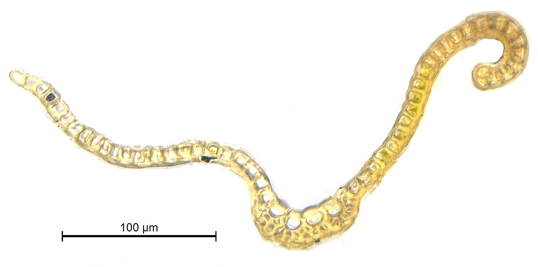 : Grimmia longirostris.