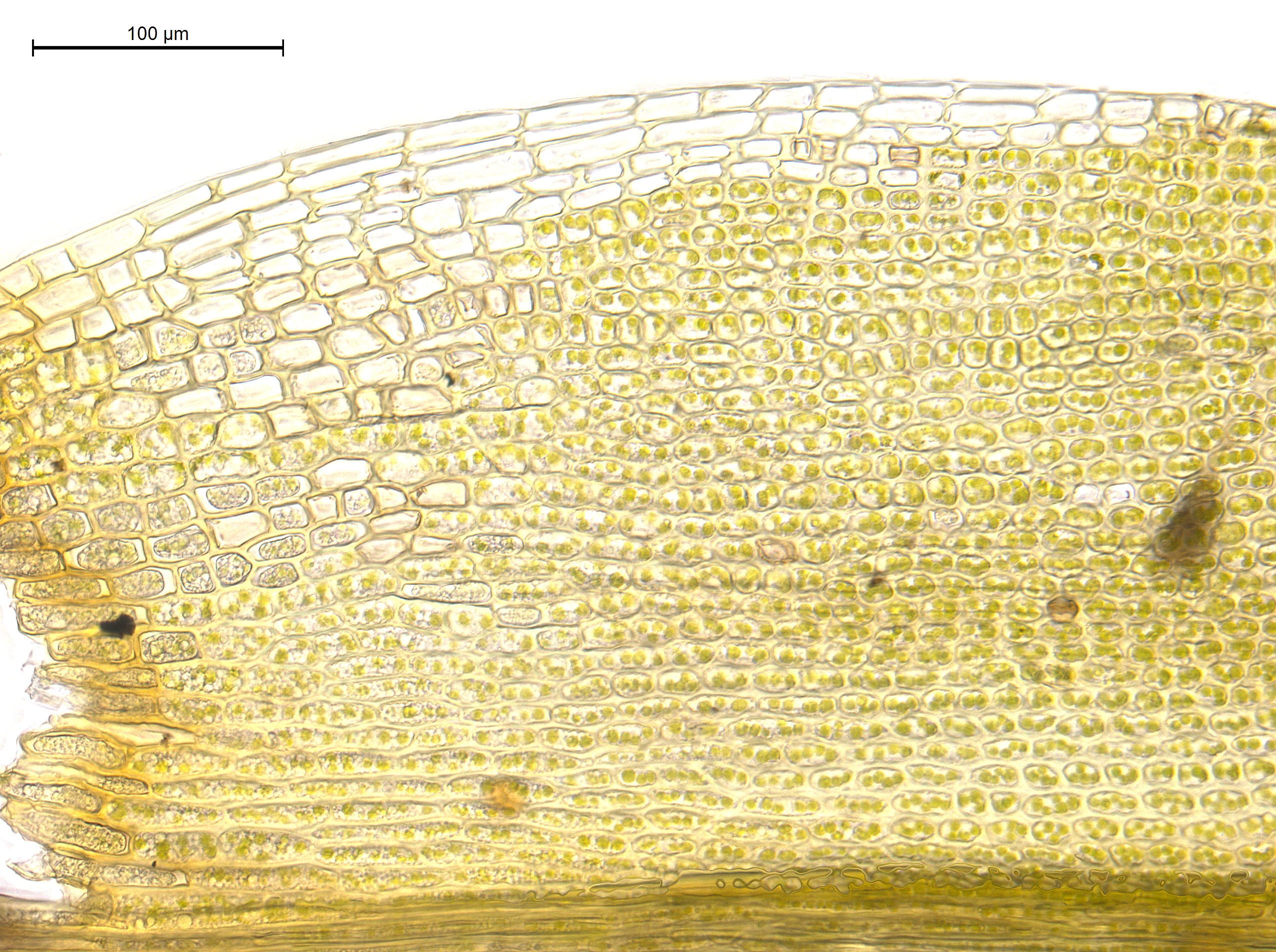 : Grimmia muehlenbeckii.