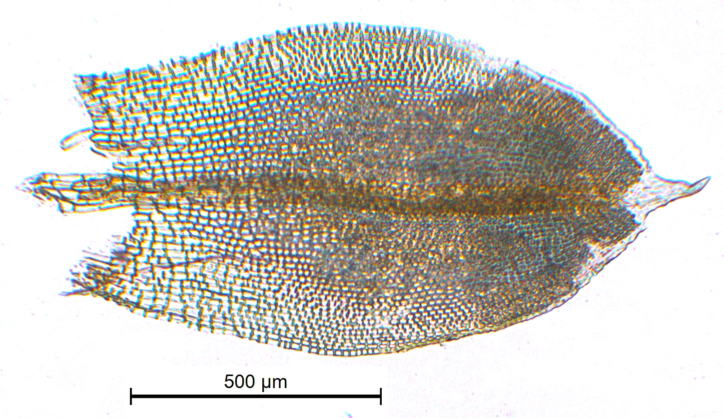 : Grimmia plagiopodia.