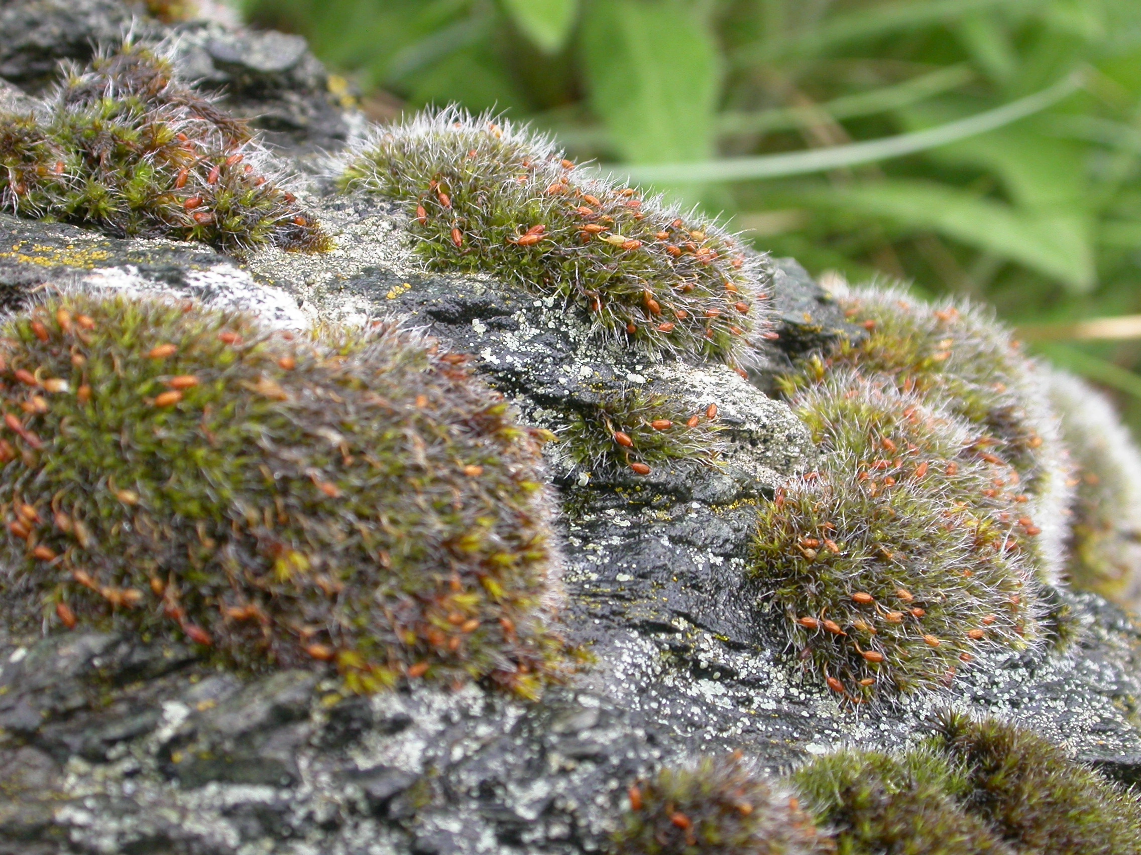 : Grimmia pulvinata.