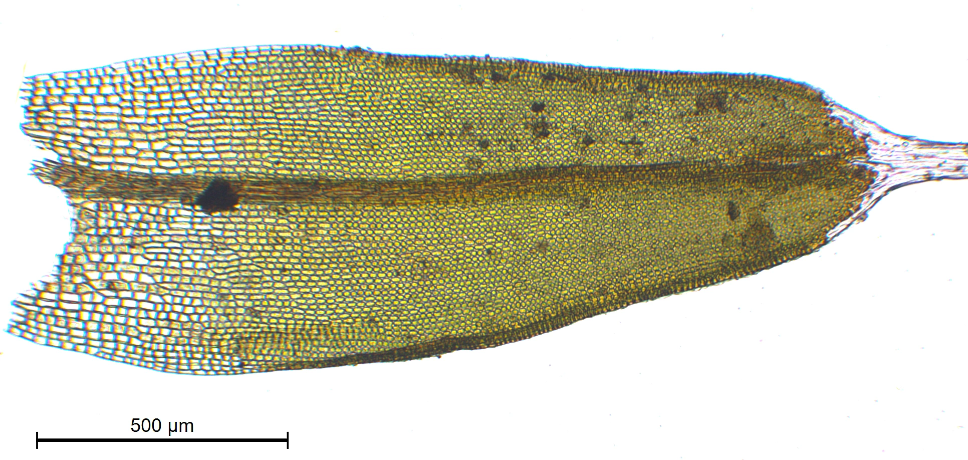 : Grimmia pulvinata.