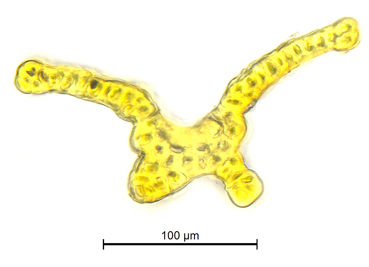 : Grimmia ramondii.